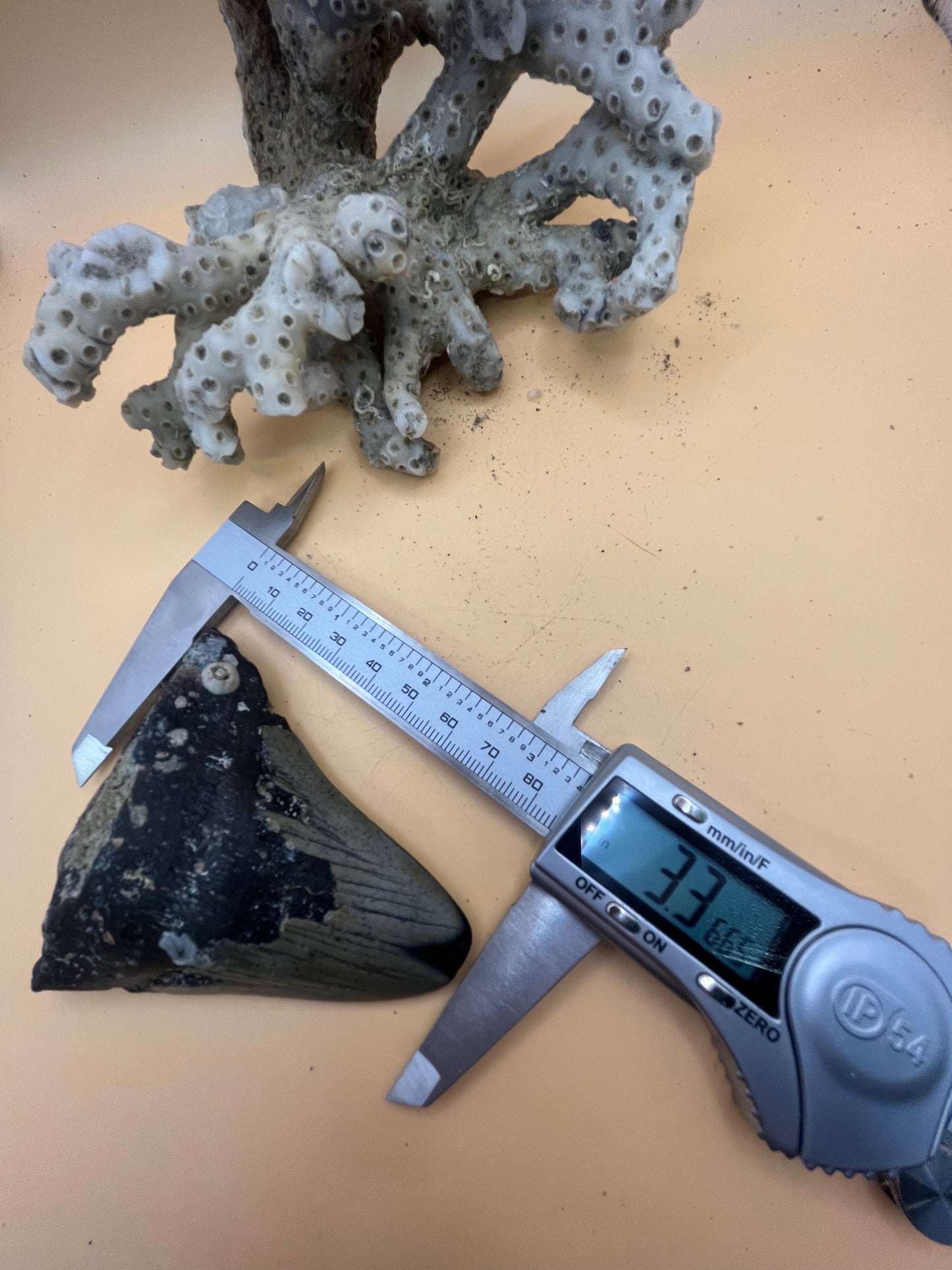 3.3” partial Megalodon Tooth from a 33’ prehistoric shark!