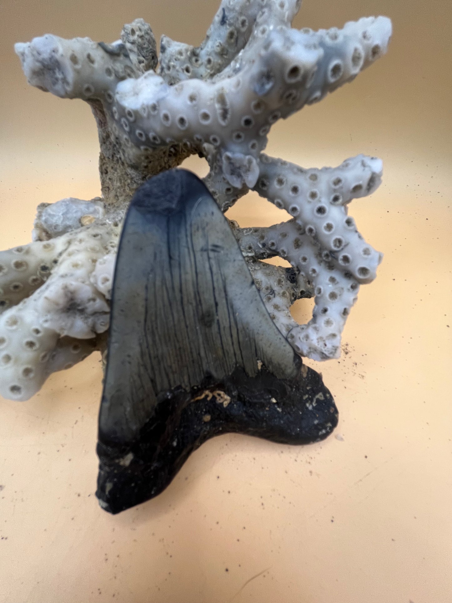 3.3” partial Megalodon Tooth from a 33’ prehistoric shark!