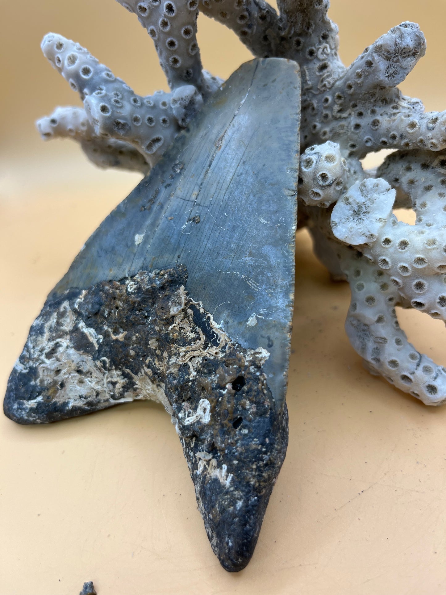 4.8” Megalodon Tooth from a 48’ prehistoric shark!