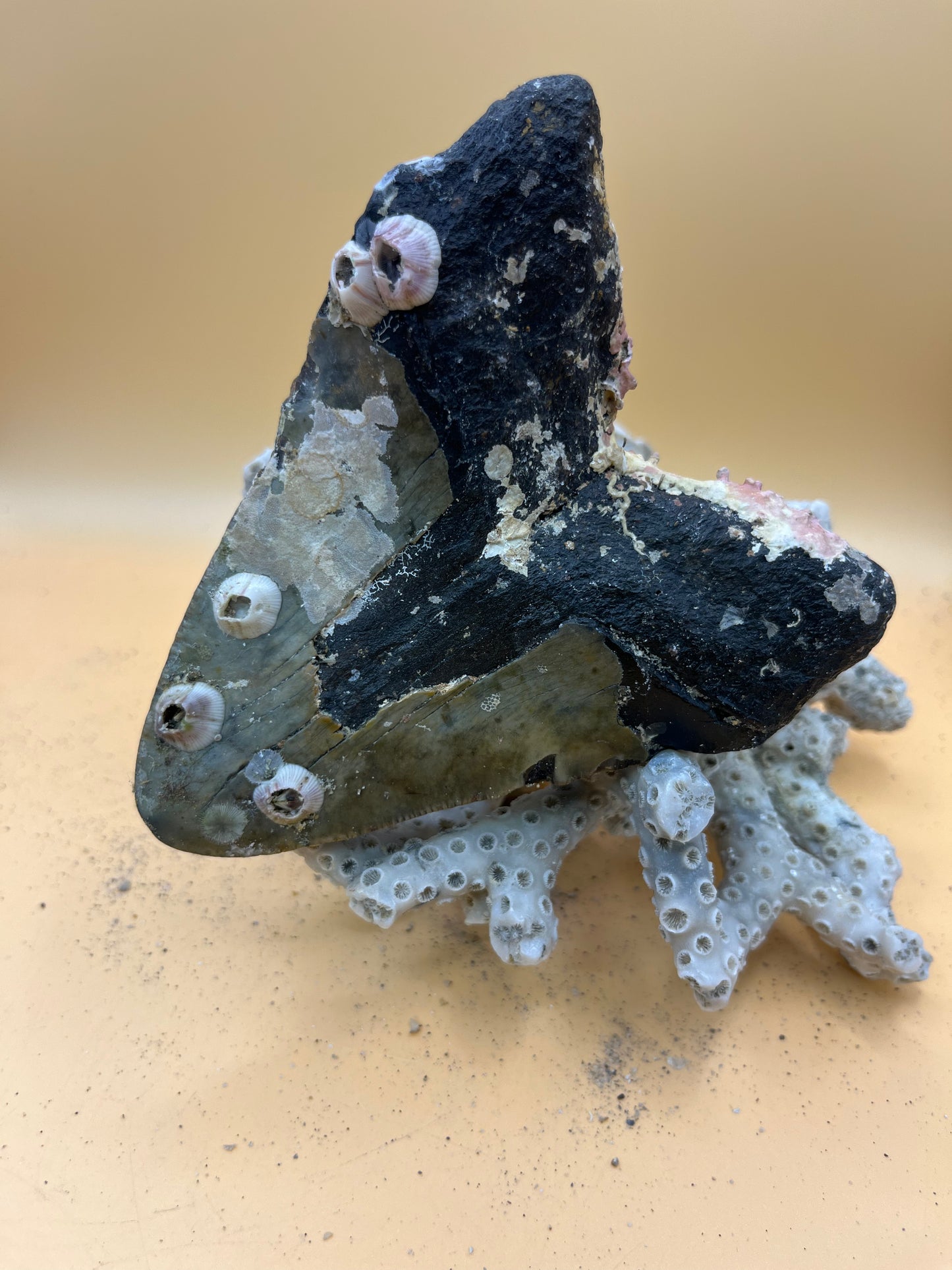 4.6” Megalodon Tooth from a 46’ prehistoric shark! Unique pink coral on root! Pathological folds!