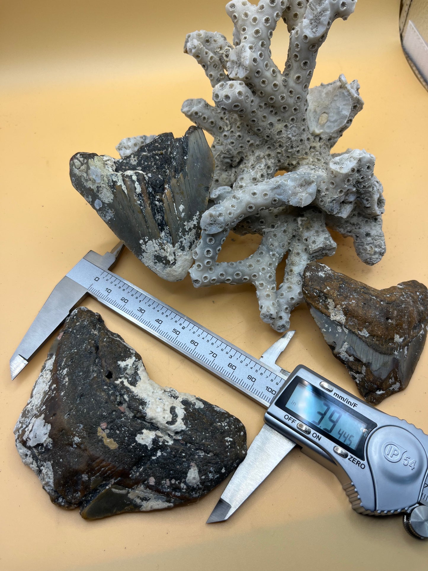 3 pieces of Megalodon Teeth