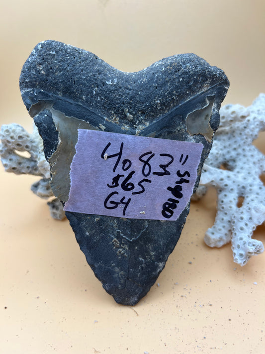 4.83” Megalodon Tooth Fossil – Extinct Species – Large Prehistoric Shark Tooth – Hand Recovered by diver