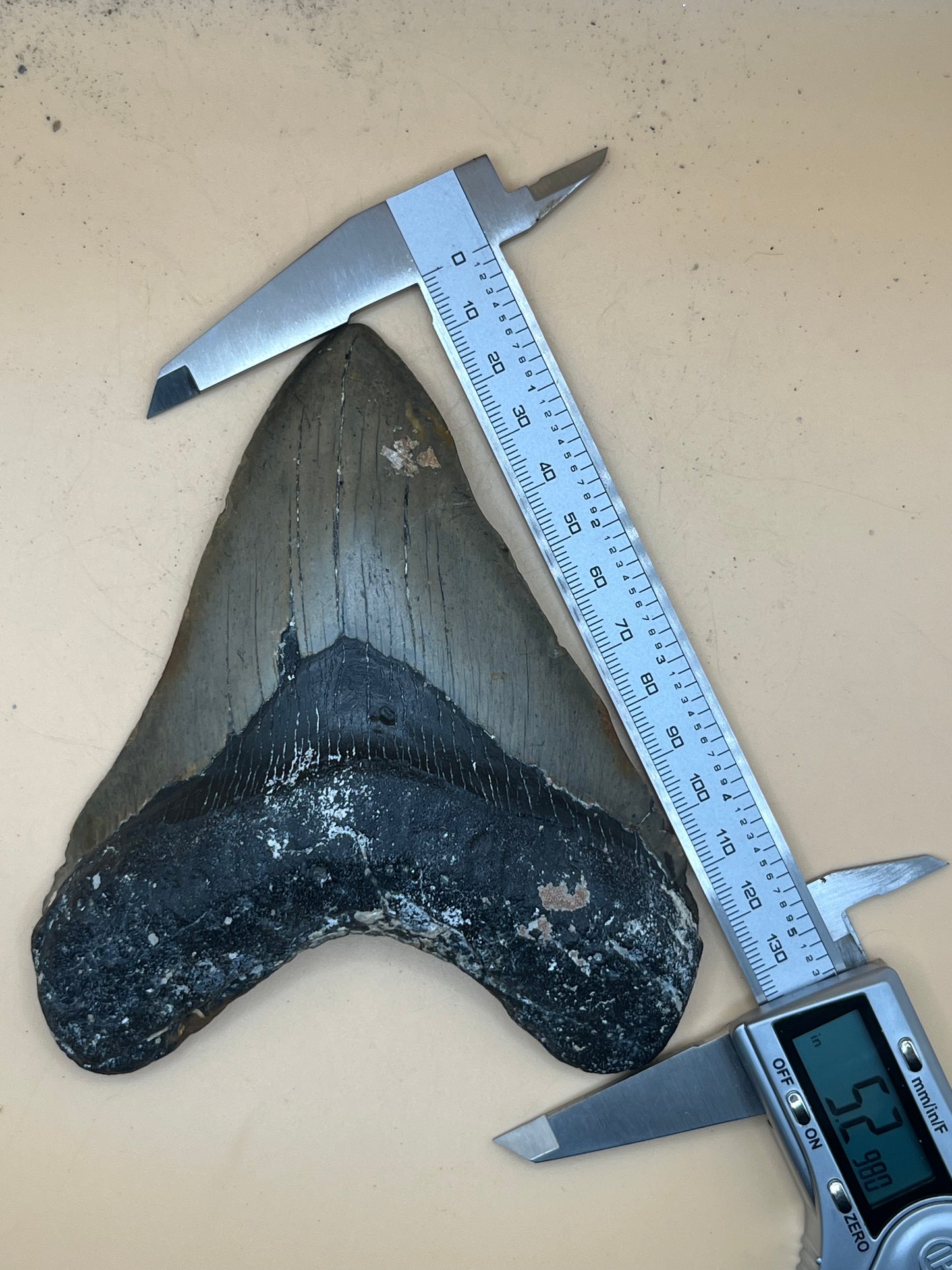 5.2” meg tooth from a 52’ shark, special iron oxide deposits on back