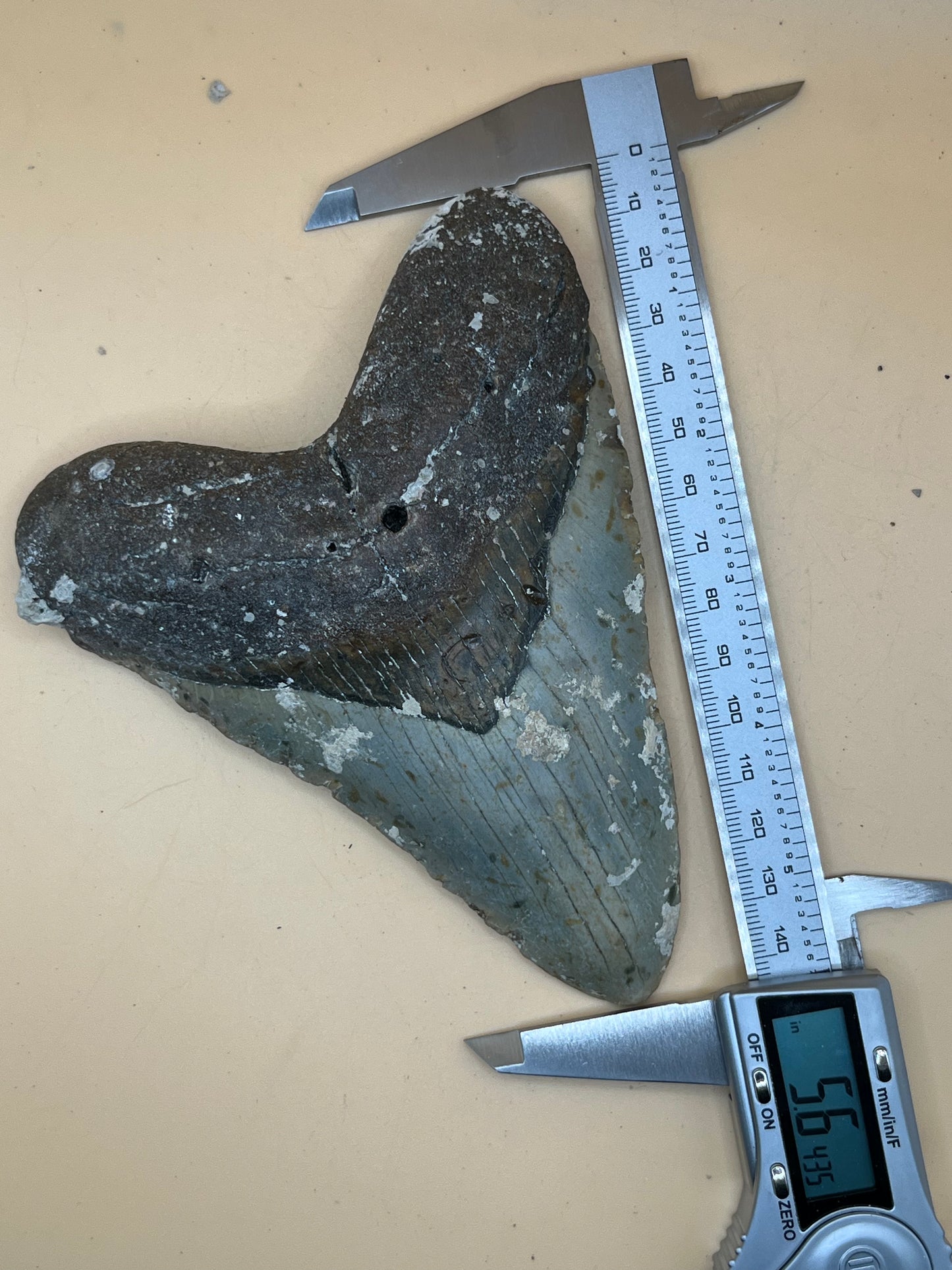 5.6” Megalodon Tooth from a 56’ prehistoric shark! Great size, nice serrations, nice bourlette