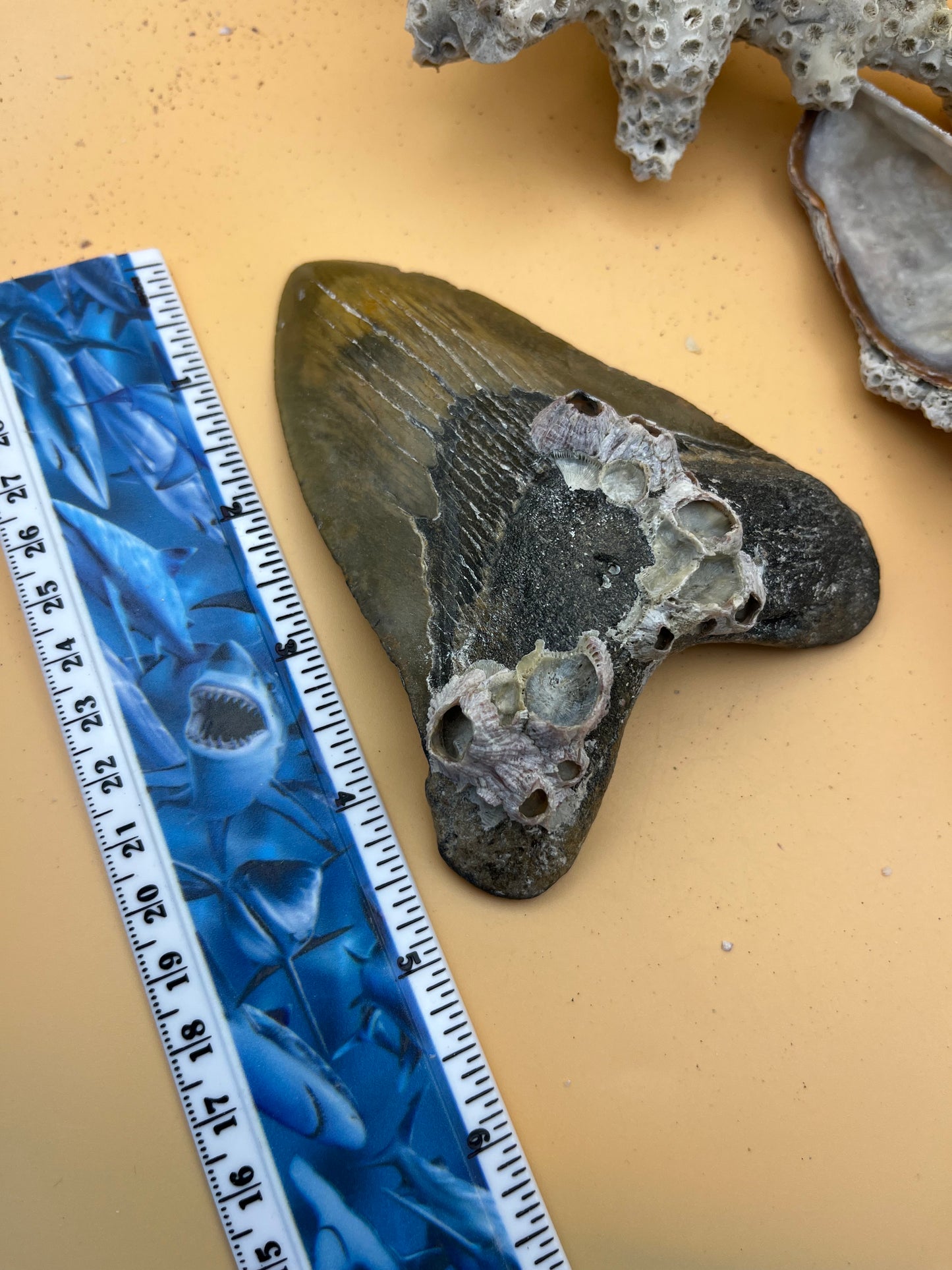 4.65”Megalodon Tooth, Prehistoric Shark Fossil, Hand Recovered, slightly pathological!