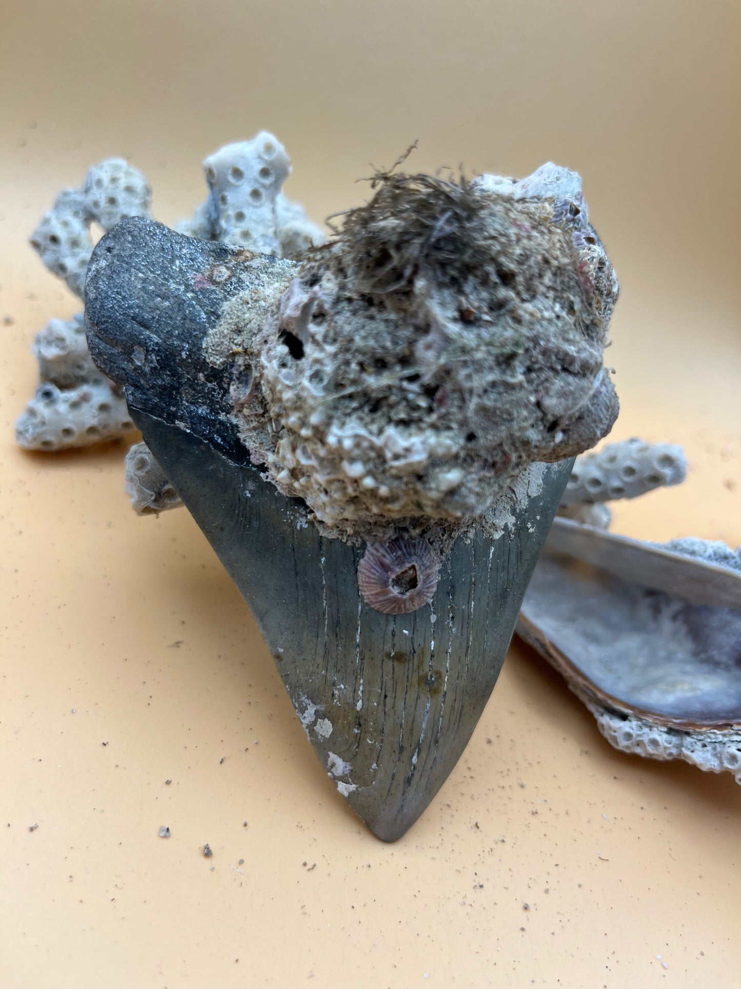 4.43” Megalodon Tooth from a 44’ prehistoric shark!
