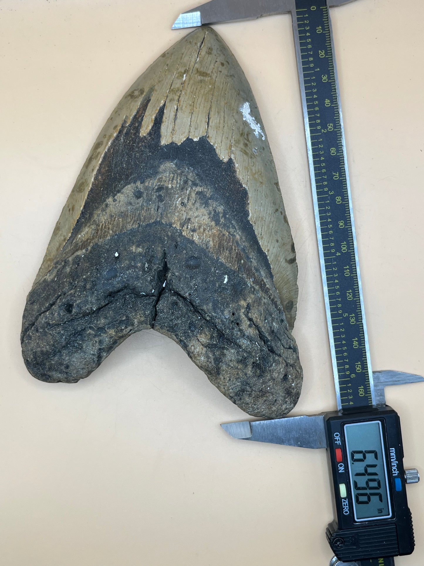 6.5” x 4.6” Megalodon Tooth from a 66’ prehistoric shark! Massive rare size!
