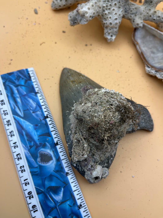 4.43” Megalodon Tooth from a 44’ prehistoric shark!