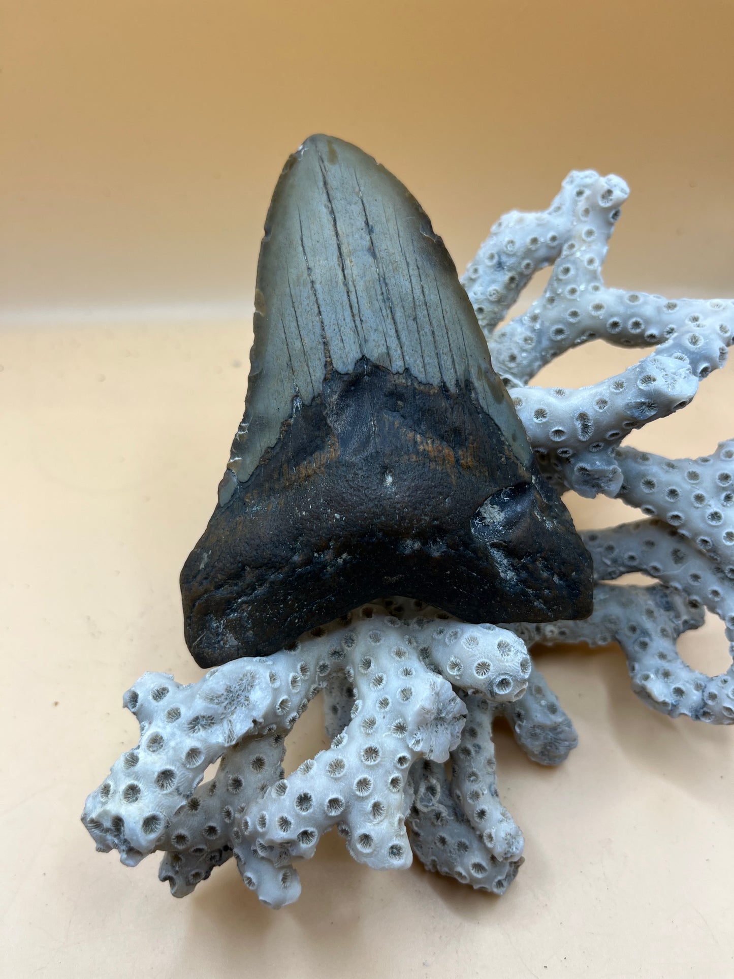 4.0” Megalodon Tooth from a 40’ prehistoric shark!