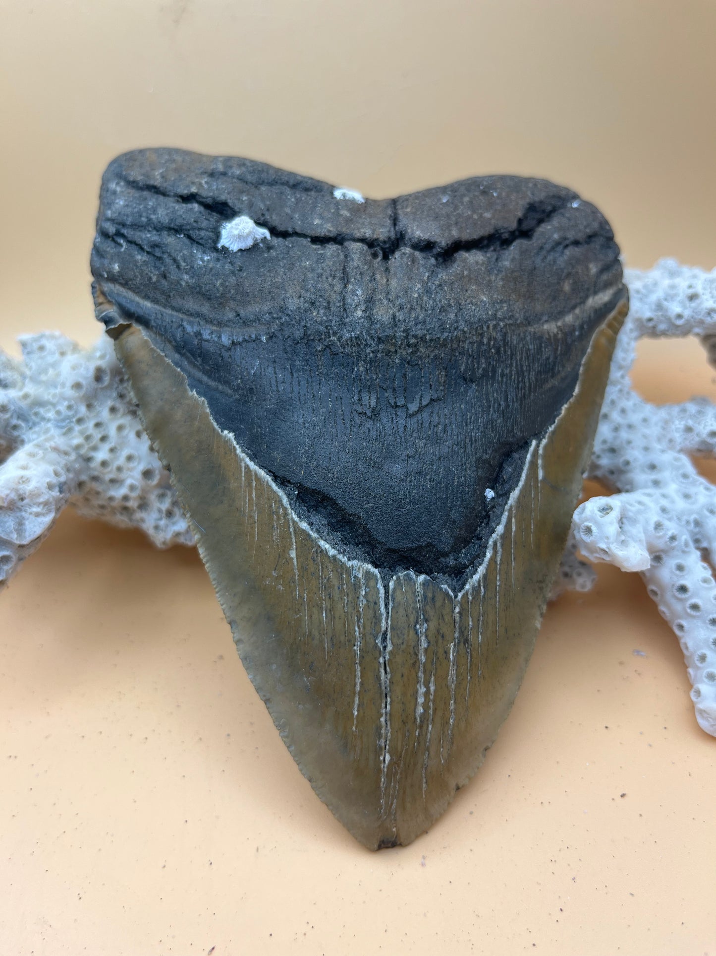 6.09” Megalodon Tooth, Hand Recovered Prehistoric Shark Fossil
