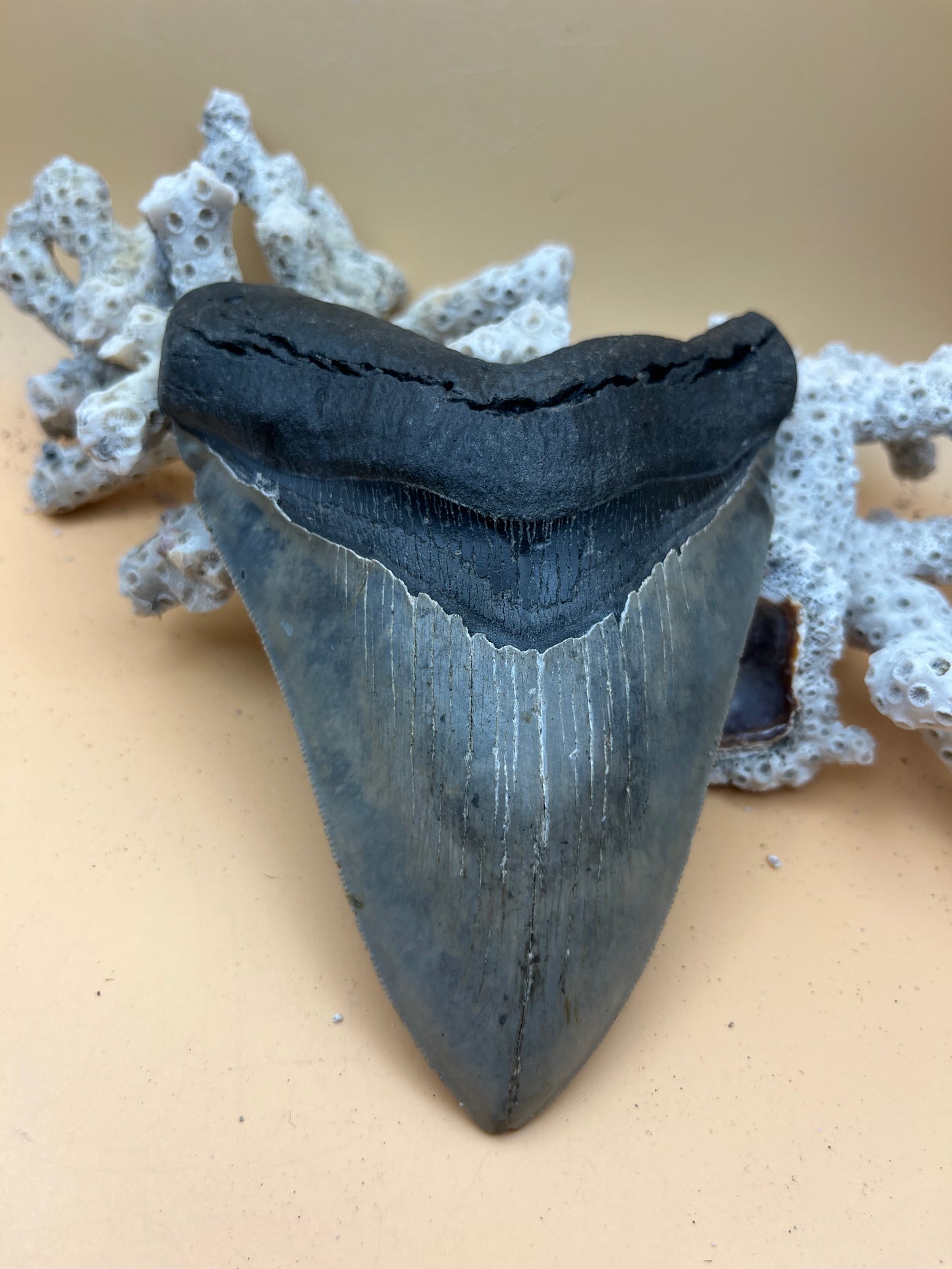 5.6” Megalodon Tooth, high quality, from a 56’ prehistoric shark! Great serrations & unique color