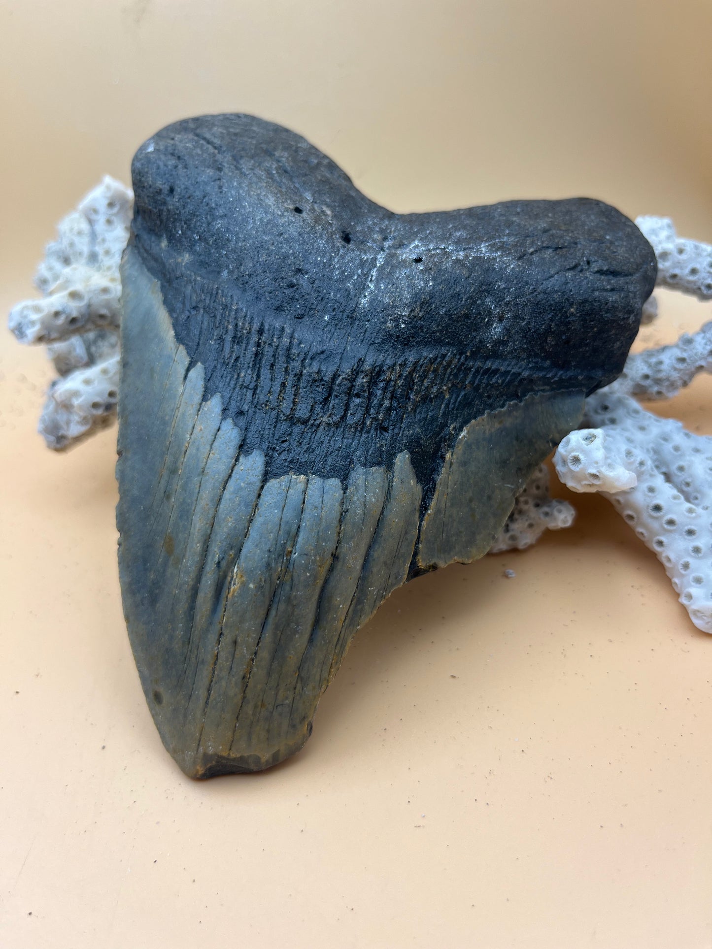 5.96” Megalodon Tooth from a 59’ prehistoric shark! Great size, nice serrations, nice bourlette. All teeth are hand recovered in 100+ feet of water by scuba divers off North Carolina. You’re the second human to hold this tooth! Check out Megalodon Tooth
