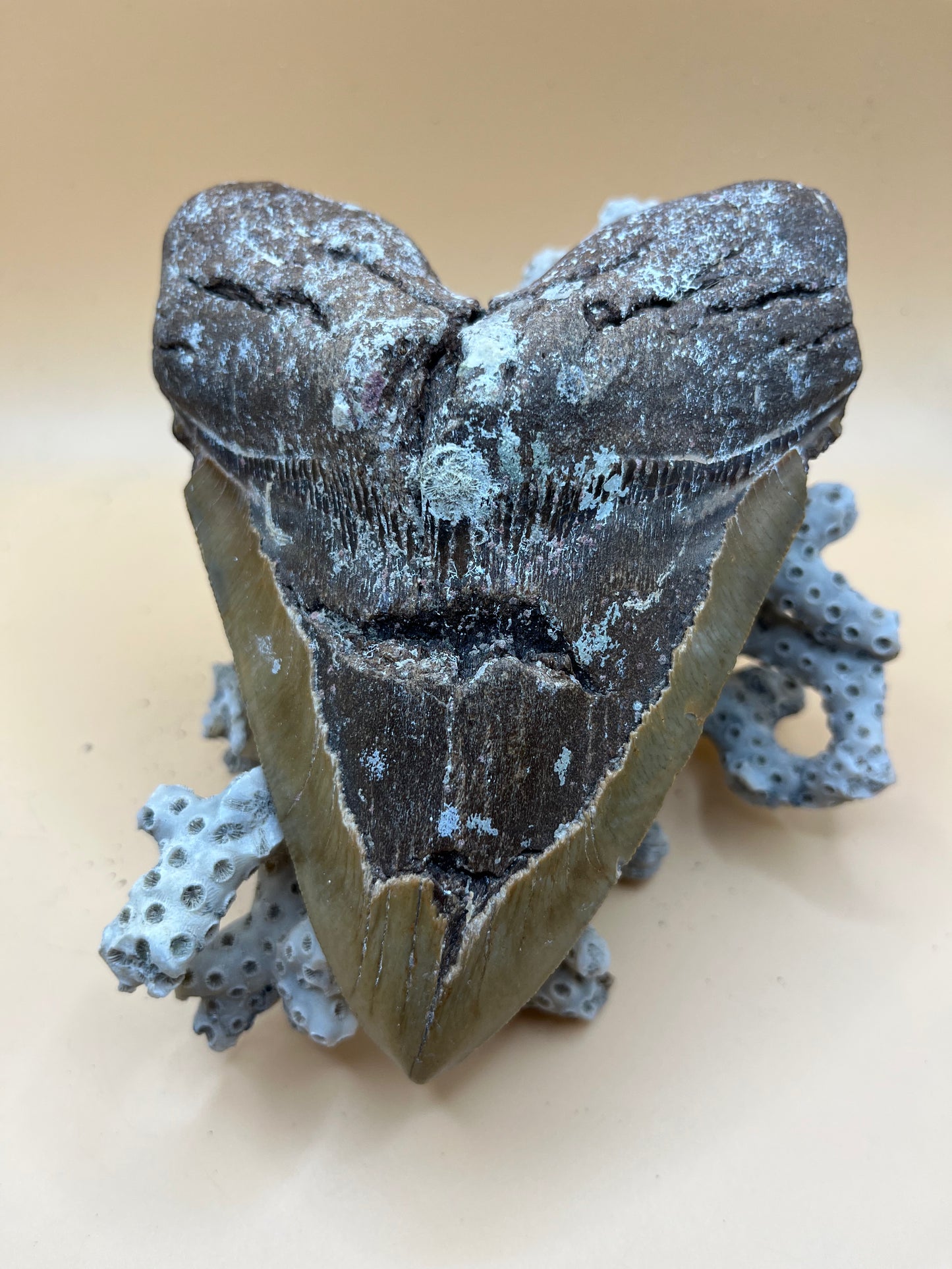 Massive 5.6” megalodon tooth from 56’ shark!