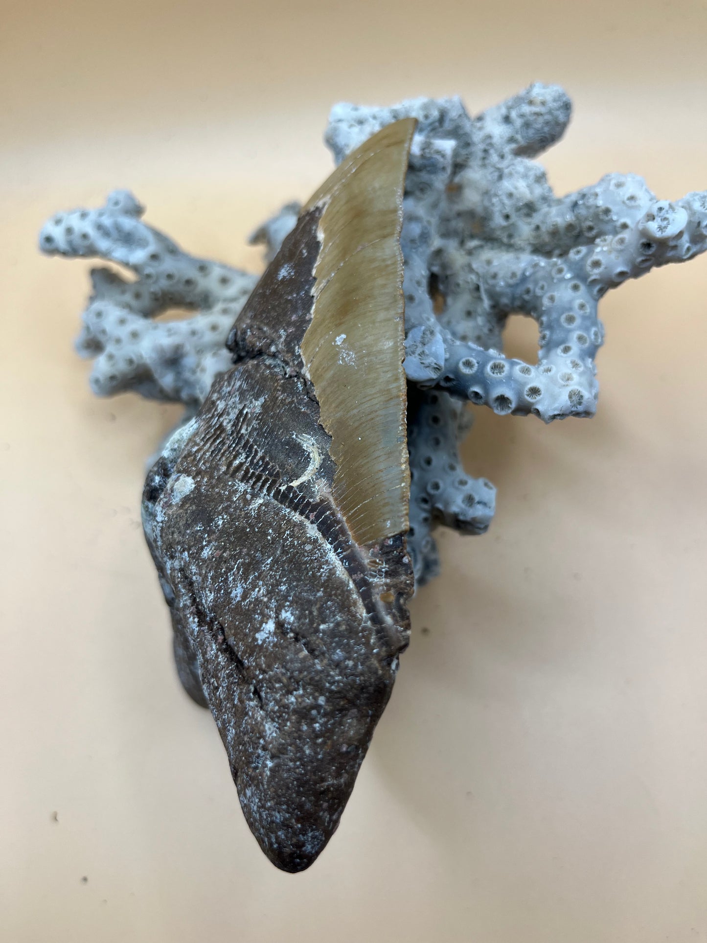 Massive 5.6” megalodon tooth from 56’ shark!