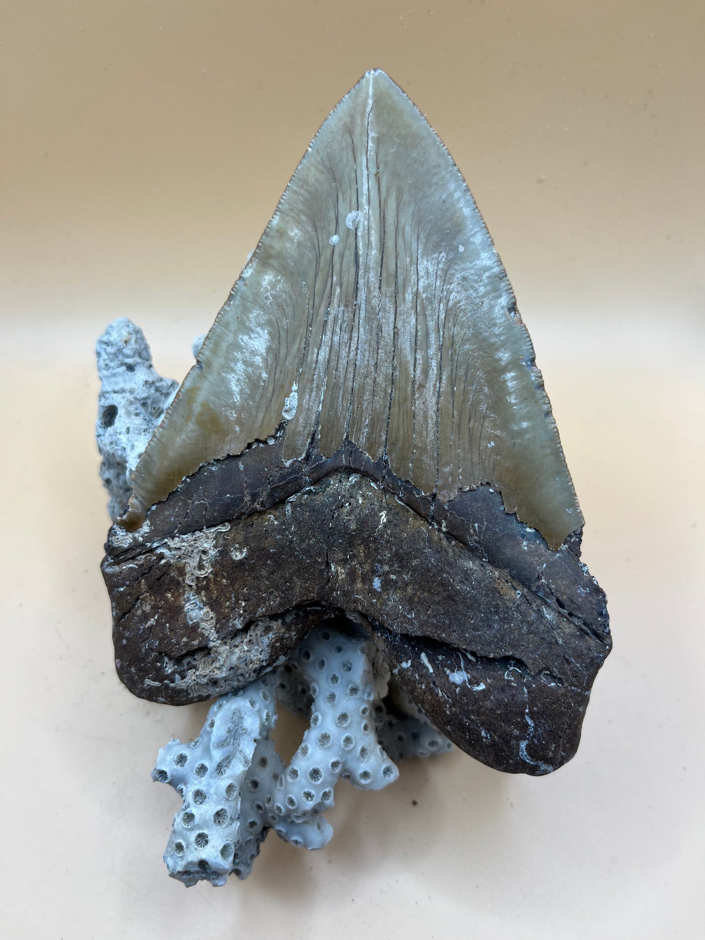 Massive 5.6” megalodon tooth from 56’ shark!