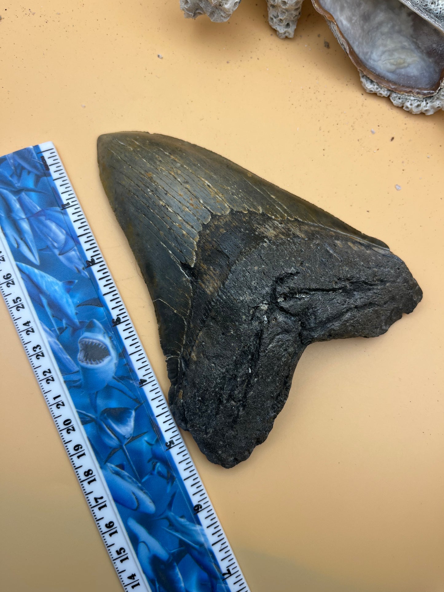 5.85” Megalodon Tooth, Prehistoric Shark Fossil, Scuba Recovered item 184