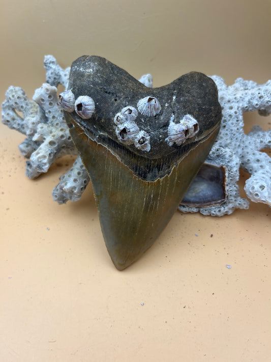 5.04” Megalodon Tooth from a 50’ prehistoric shark!