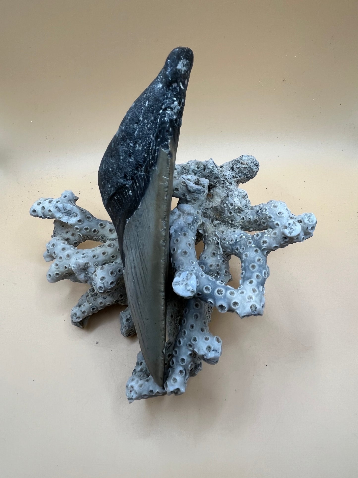 5.6” megalodon tooth