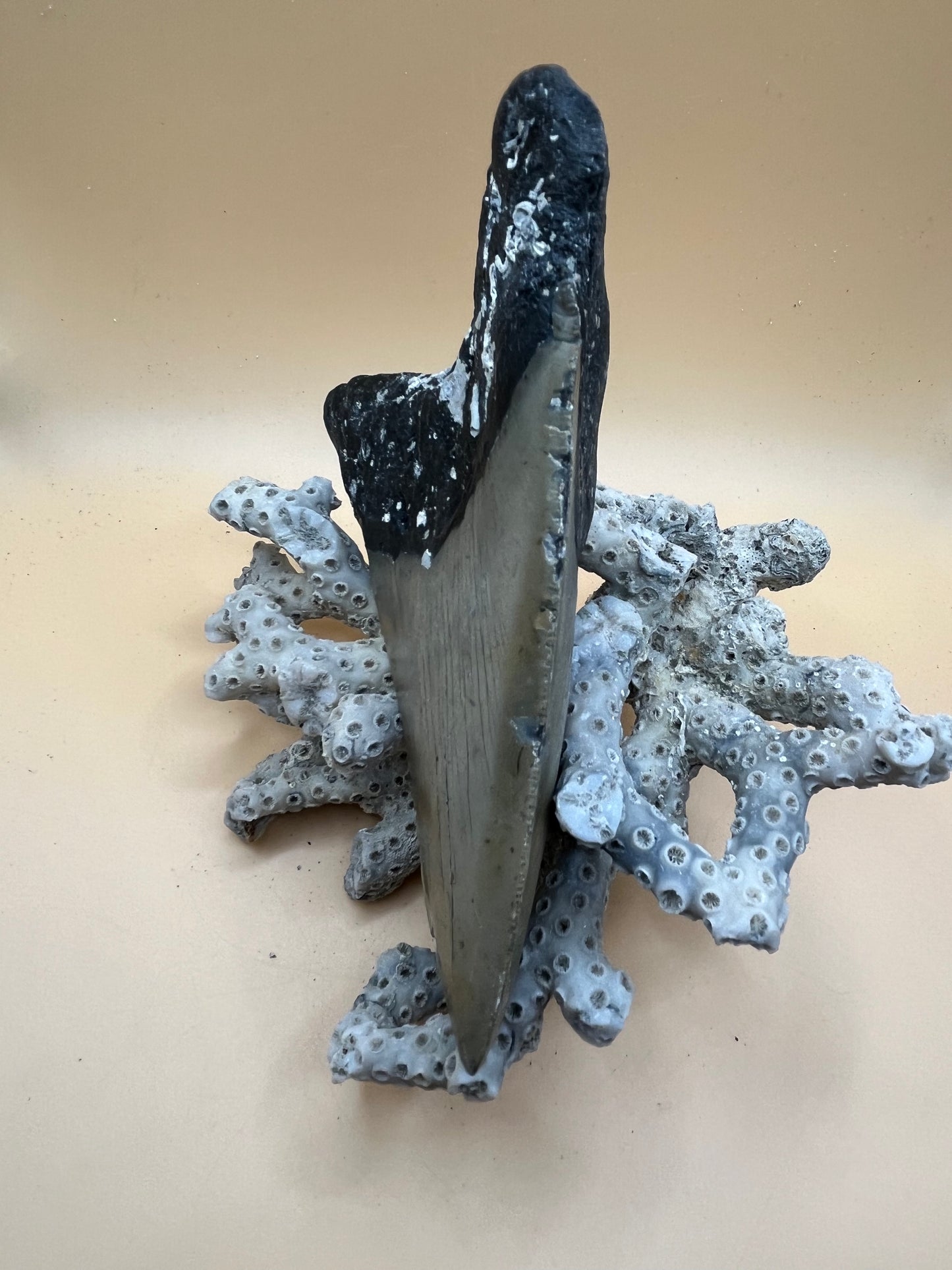 5.6” megalodon tooth