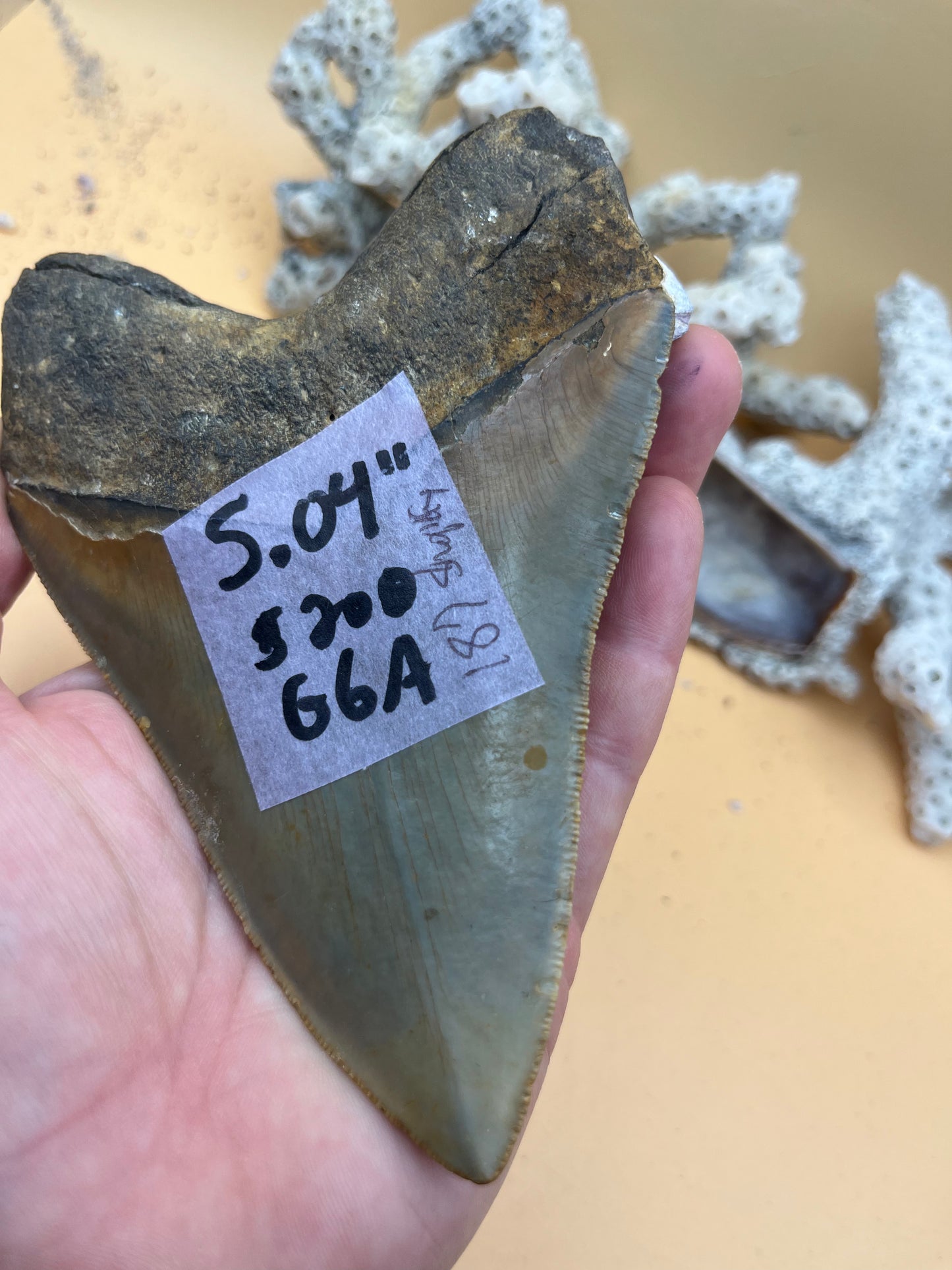 5.04” Megalodon Tooth from a 50’ prehistoric shark!