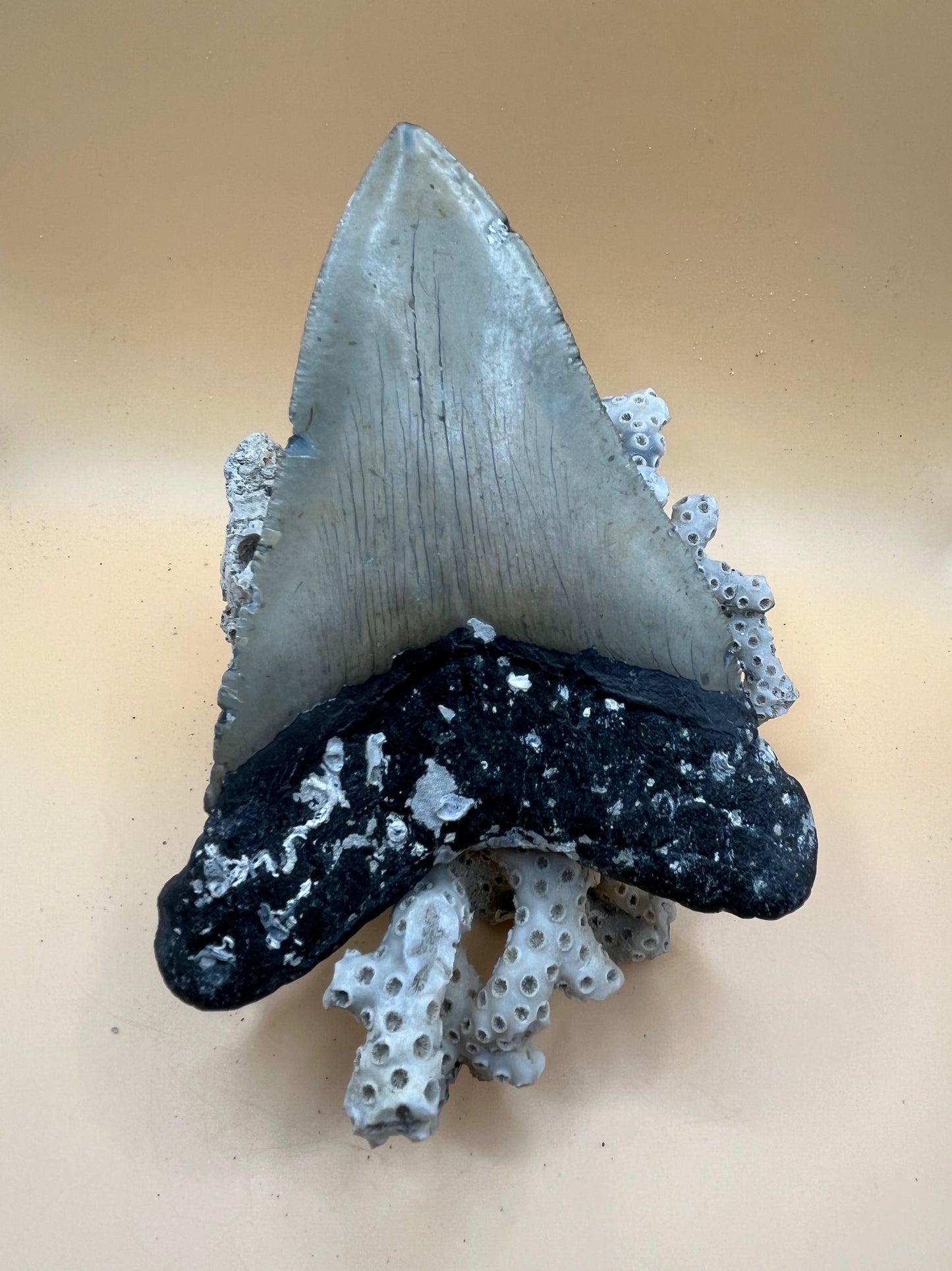 5.6” megalodon tooth