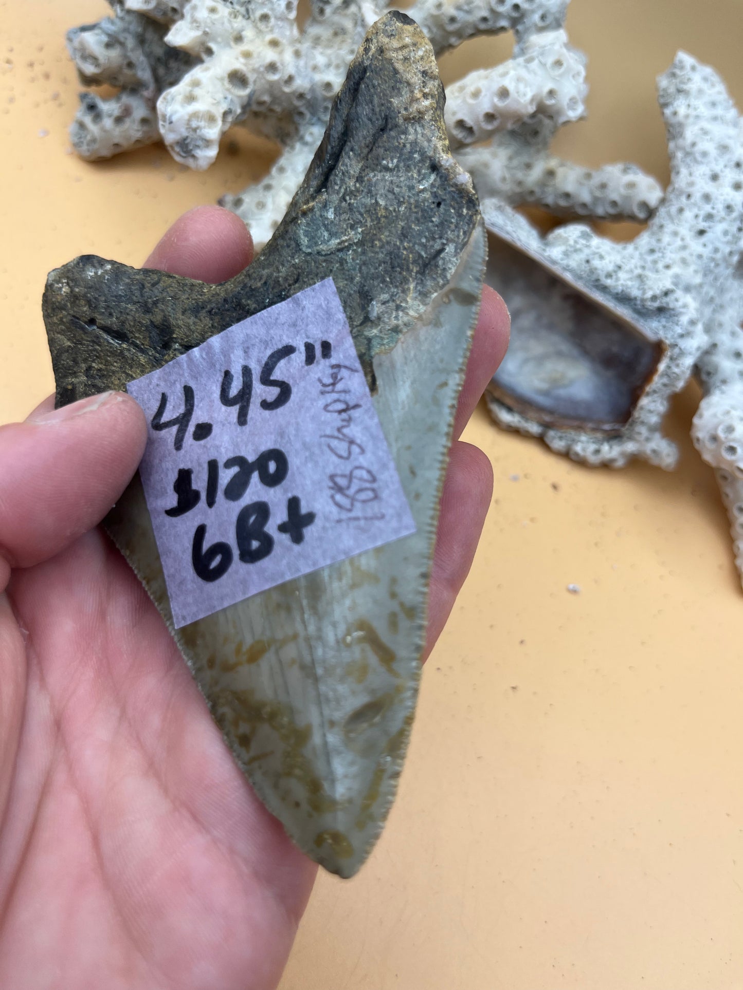 4.45” Megalodon Tooth from a 44’ prehistoric shark!