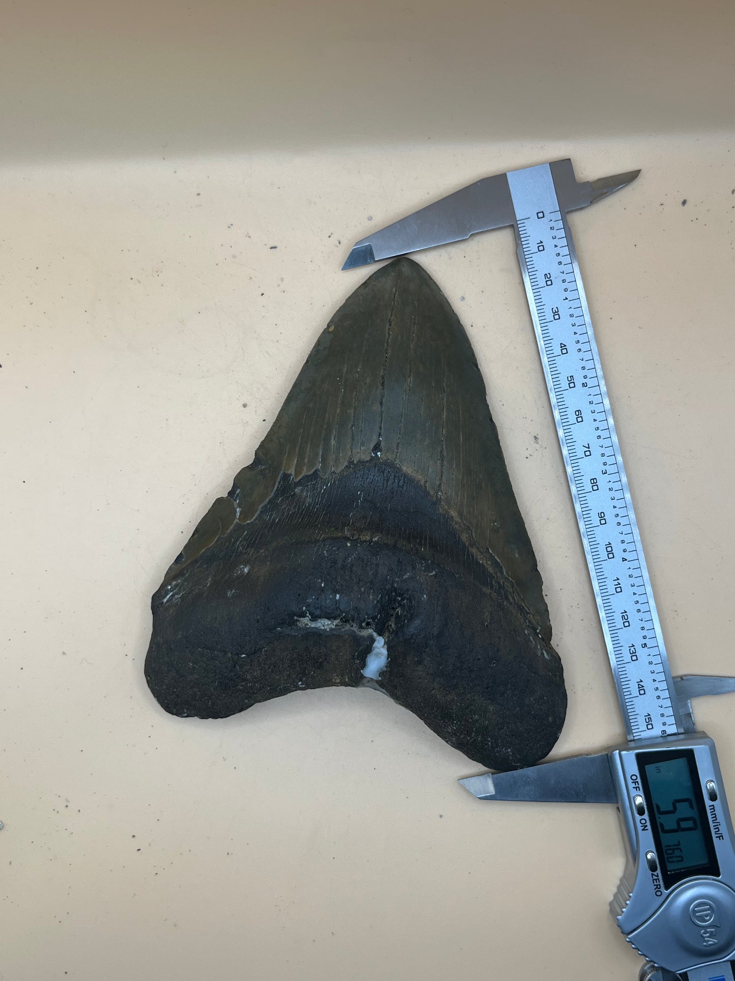 Massive 5.97” megalodon tooth, diver found