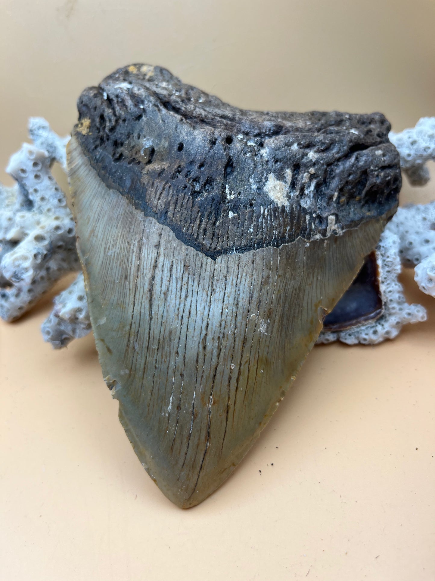 6.09” x 4.60” Megalodon Tooth from a 60’ prehistoric shark!