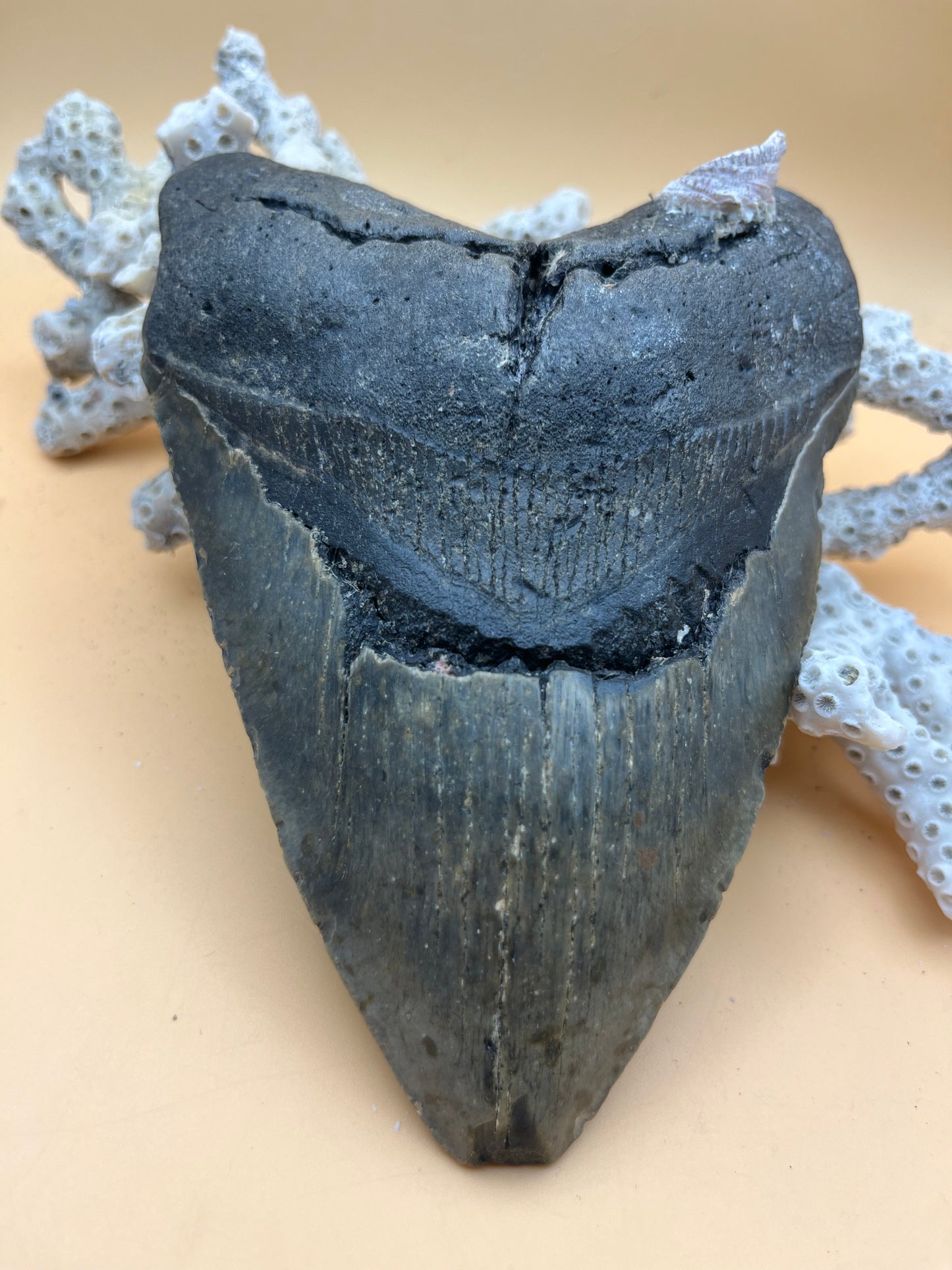 6.15” x 4.38” Megalodon Tooth, Hand Recovered Prehistoric Shark Fossil 080 bigs in