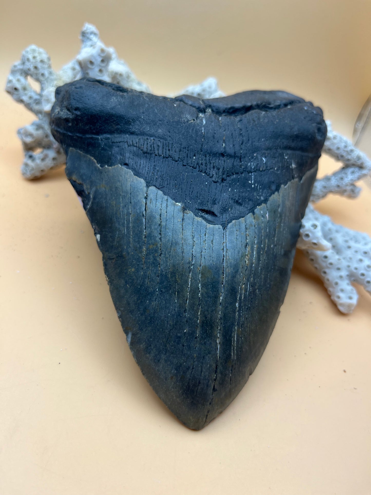 6.26” x 4.82” Megalodon Tooth from a 65’ prehistoric shark