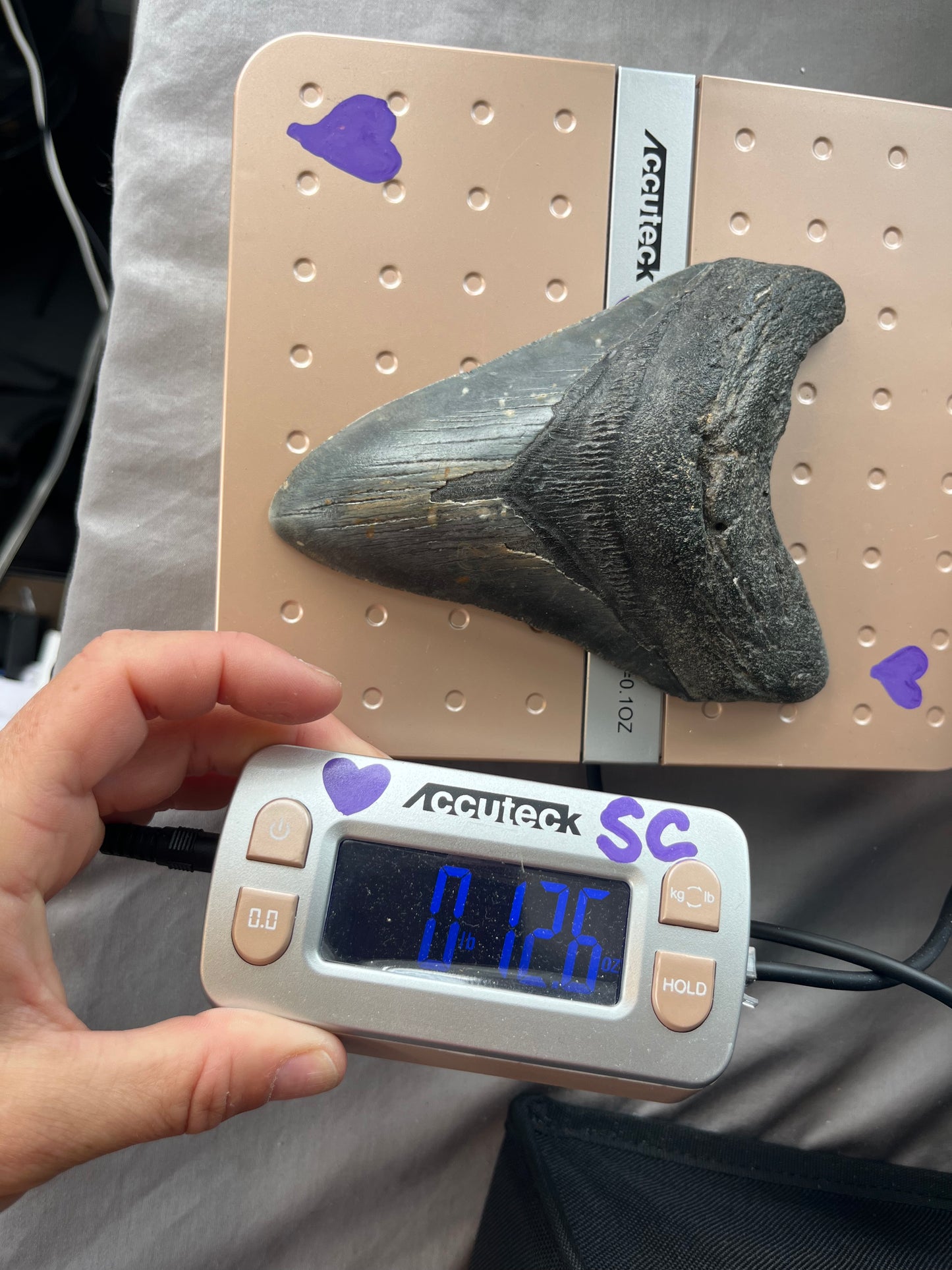 5.90” Megalodon Tooth, Prehistoric Shark Fossil, Scuba Recovered