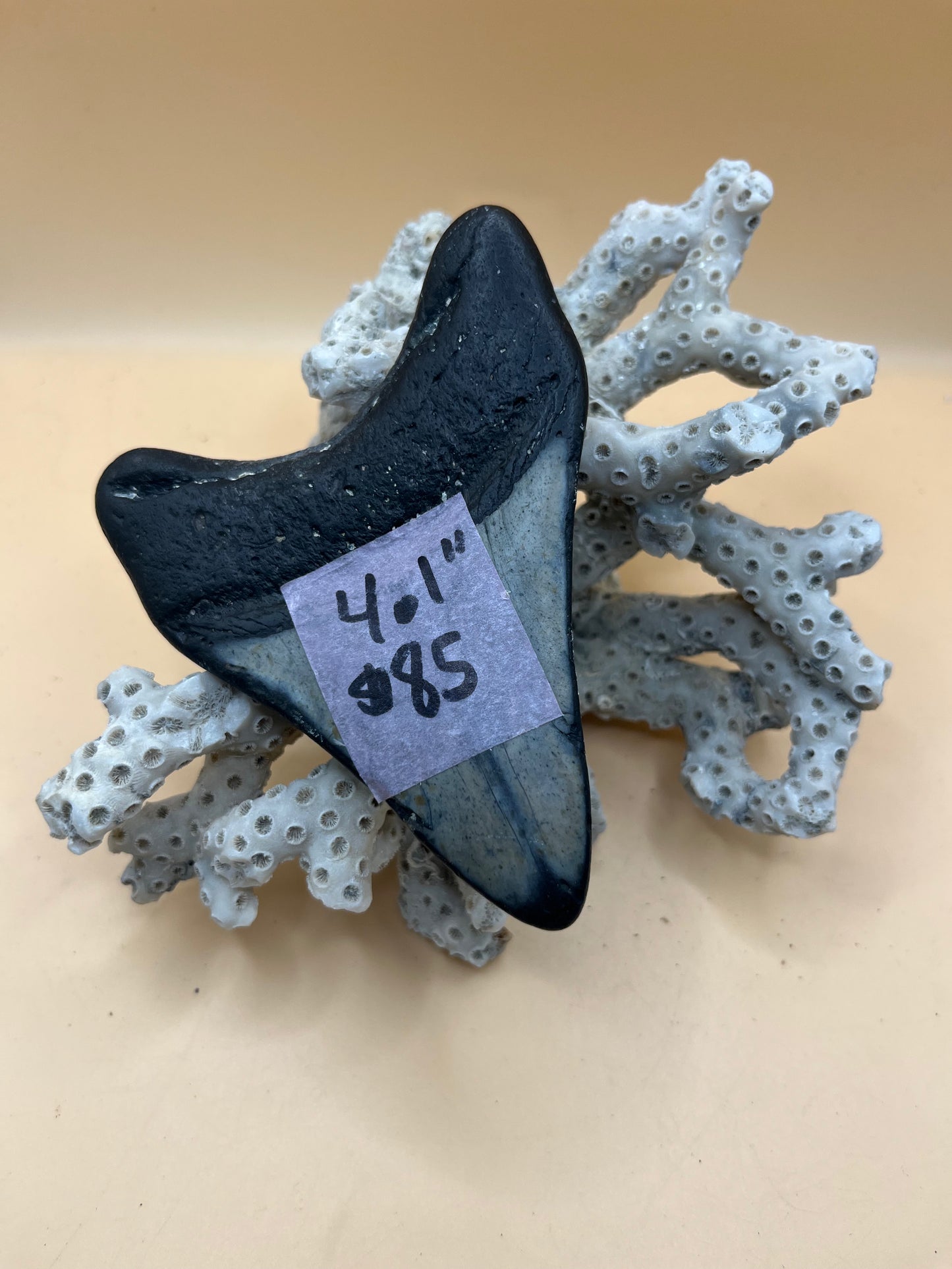 4.1” megalodon tooth, diver found