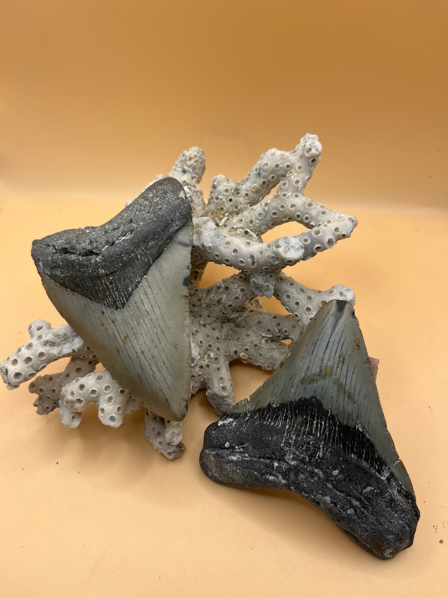 3.8” double trouble megalodon teeth