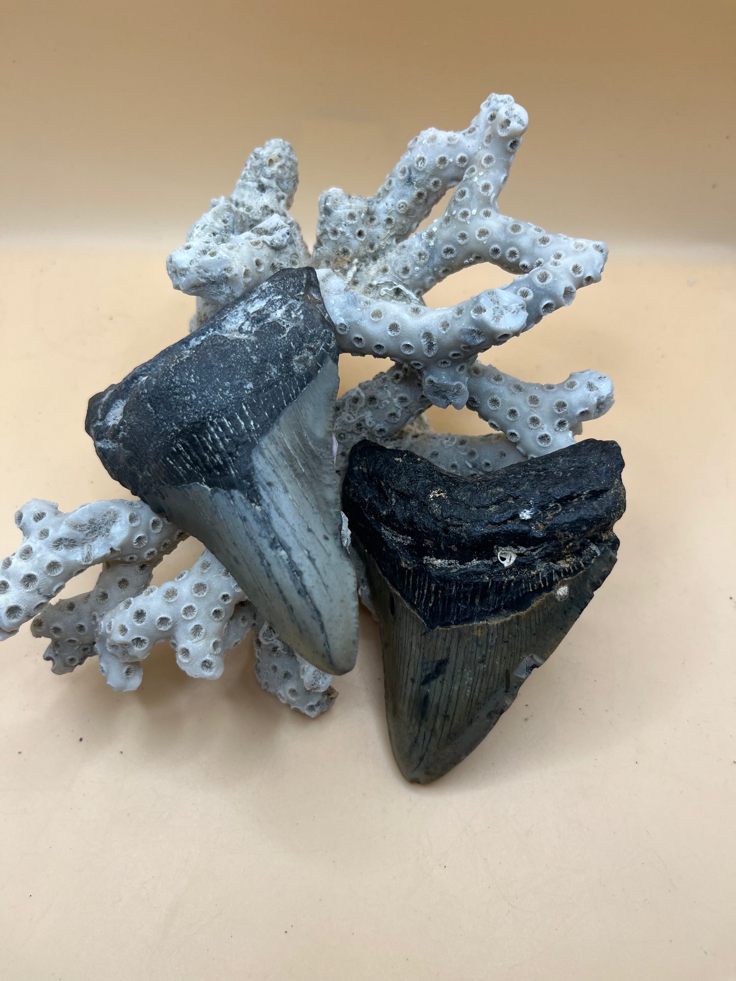 3.5” fraternal twins megalodon teeth