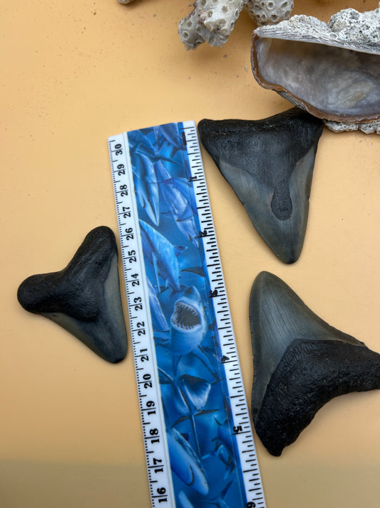 2.26”, 2.71” & 2.98” “Triple Threat” megalodon teeth, discount bundle