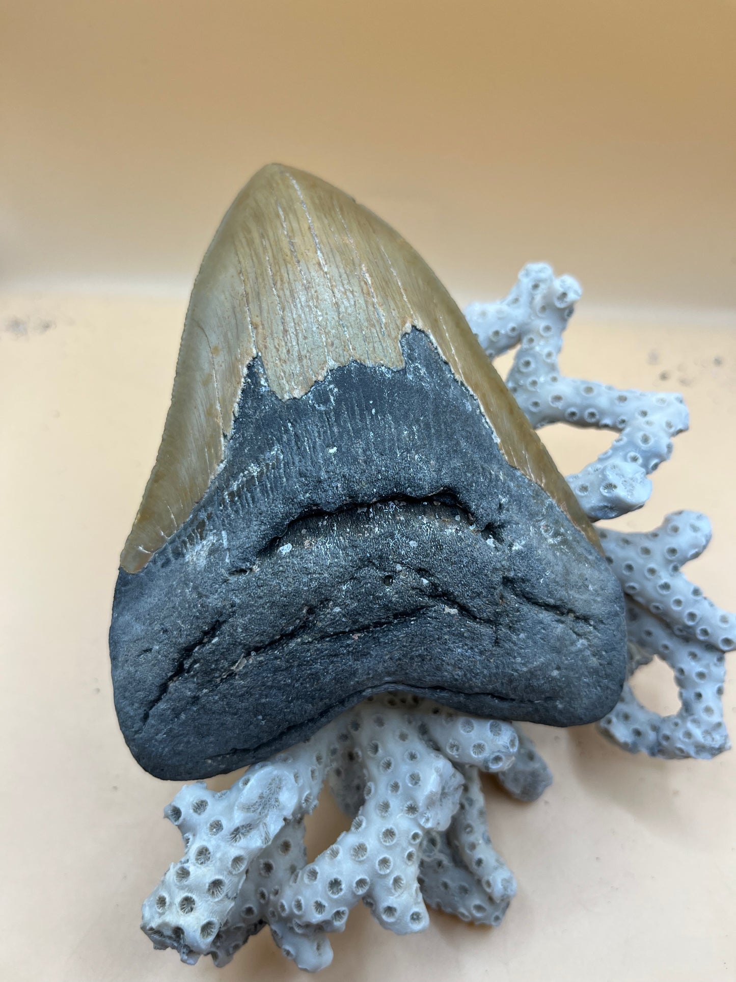 5.2” caramel colored megalodon tooth