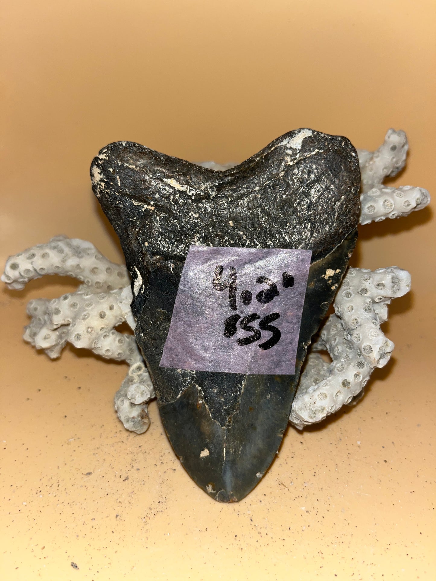 4.2” megalodon tooth