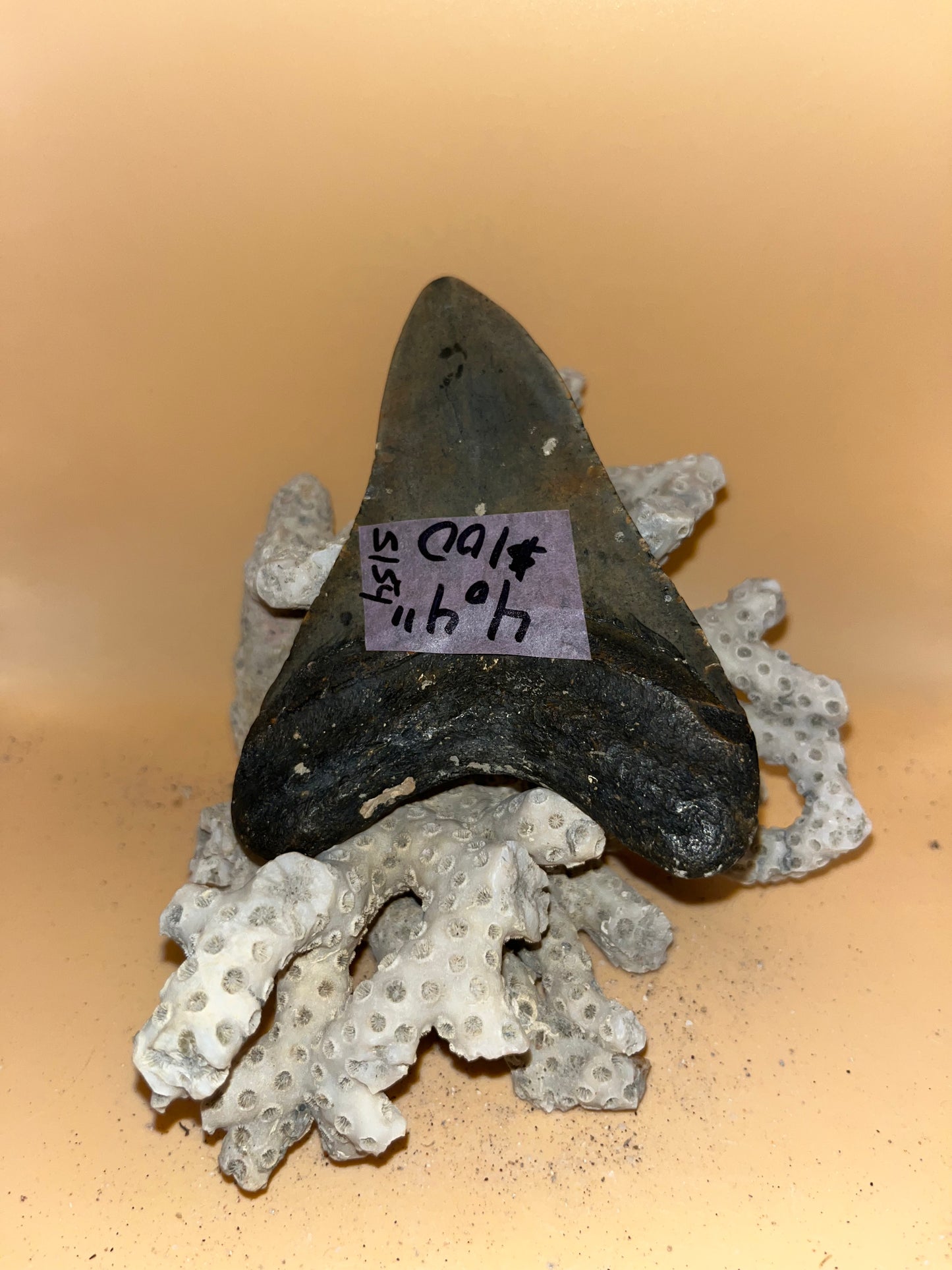 4.4” megalodon tooth diver found