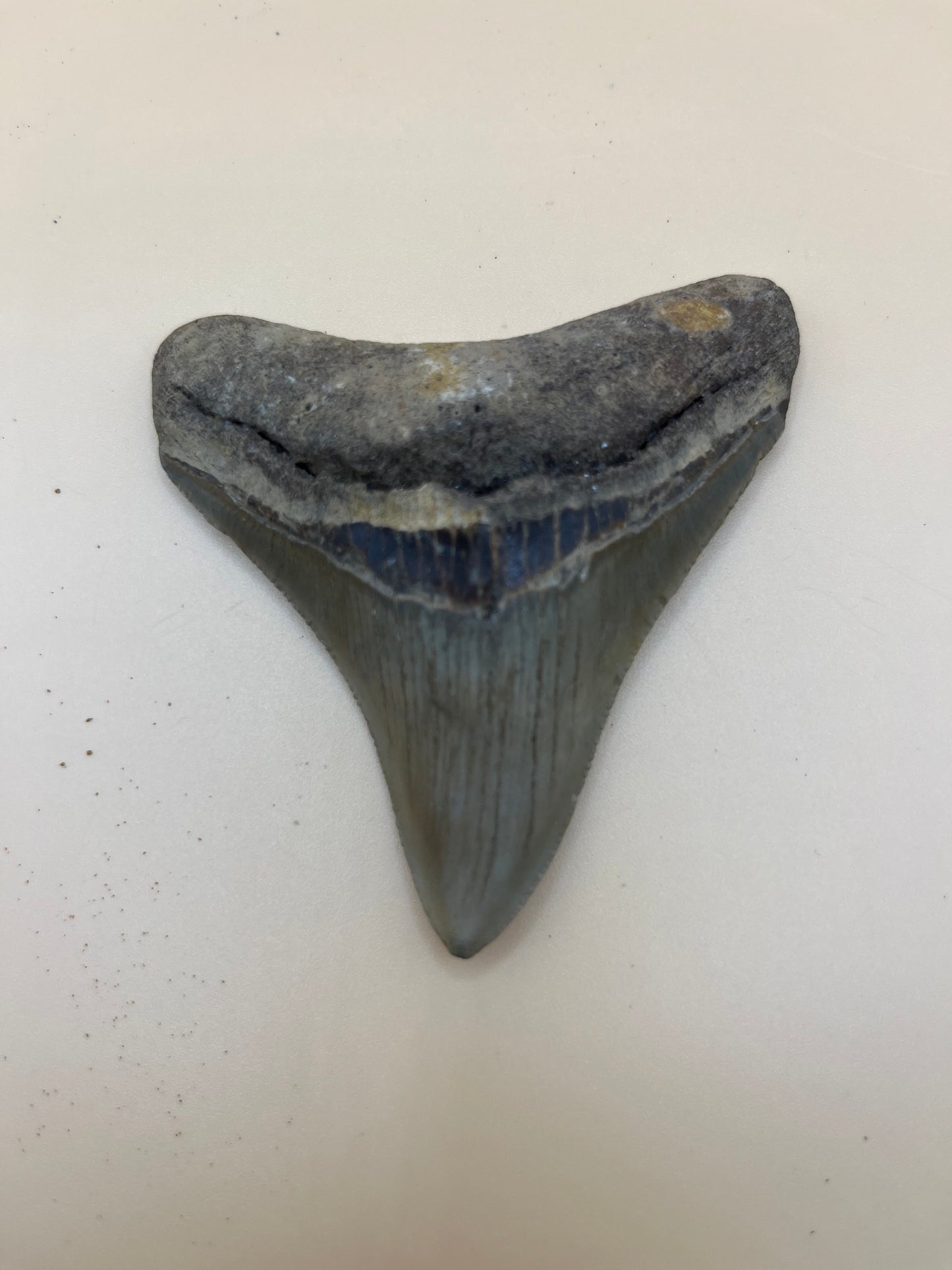 3.1” megalodon tooth with brown bourlette
