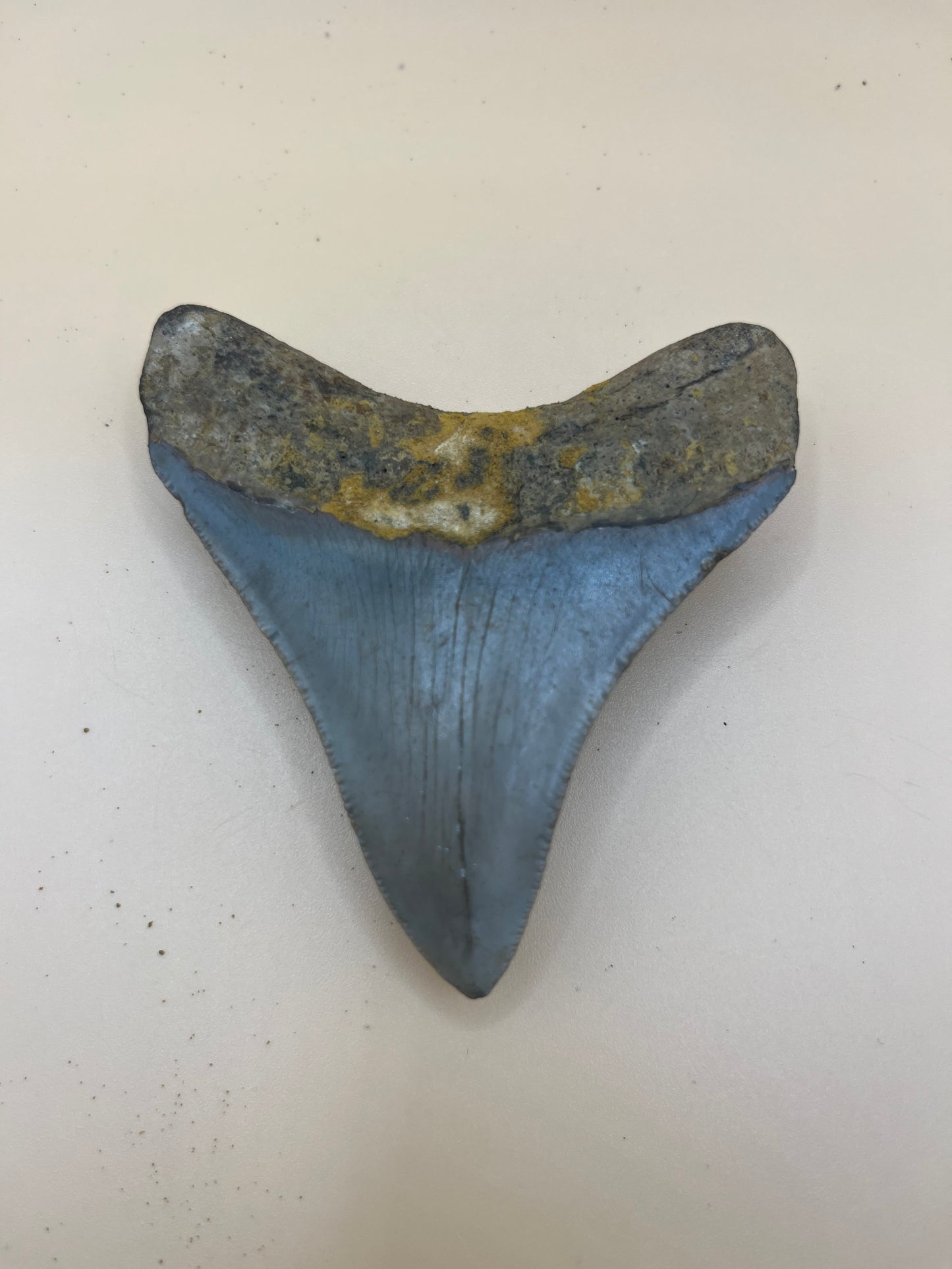 3.1” megalodon tooth with brown bourlette
