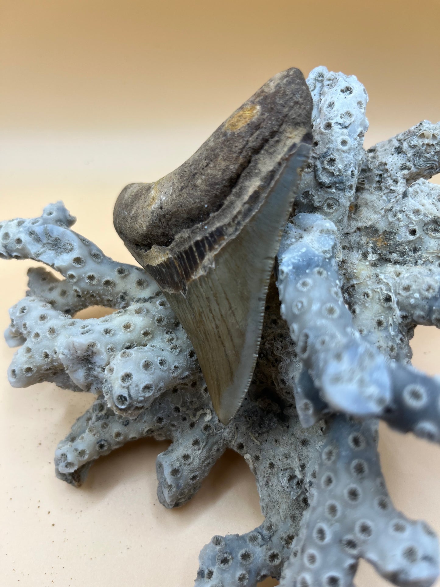 3.1” megalodon tooth with brown bourlette