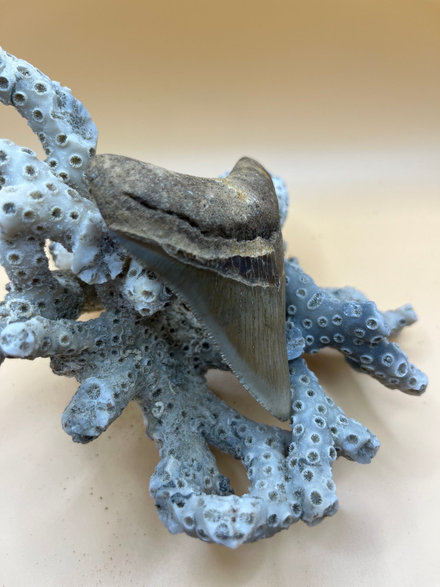 3.1” megalodon tooth with brown bourlette