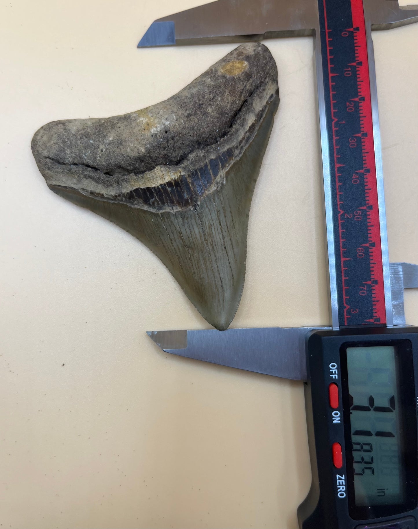 3.1” megalodon tooth with brown bourlette