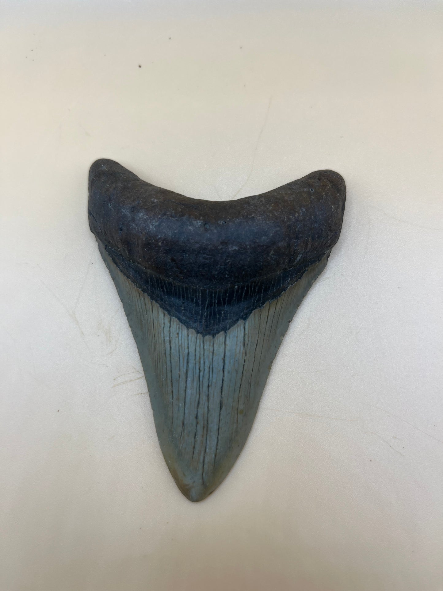 3.6” perfect megalodon tooth