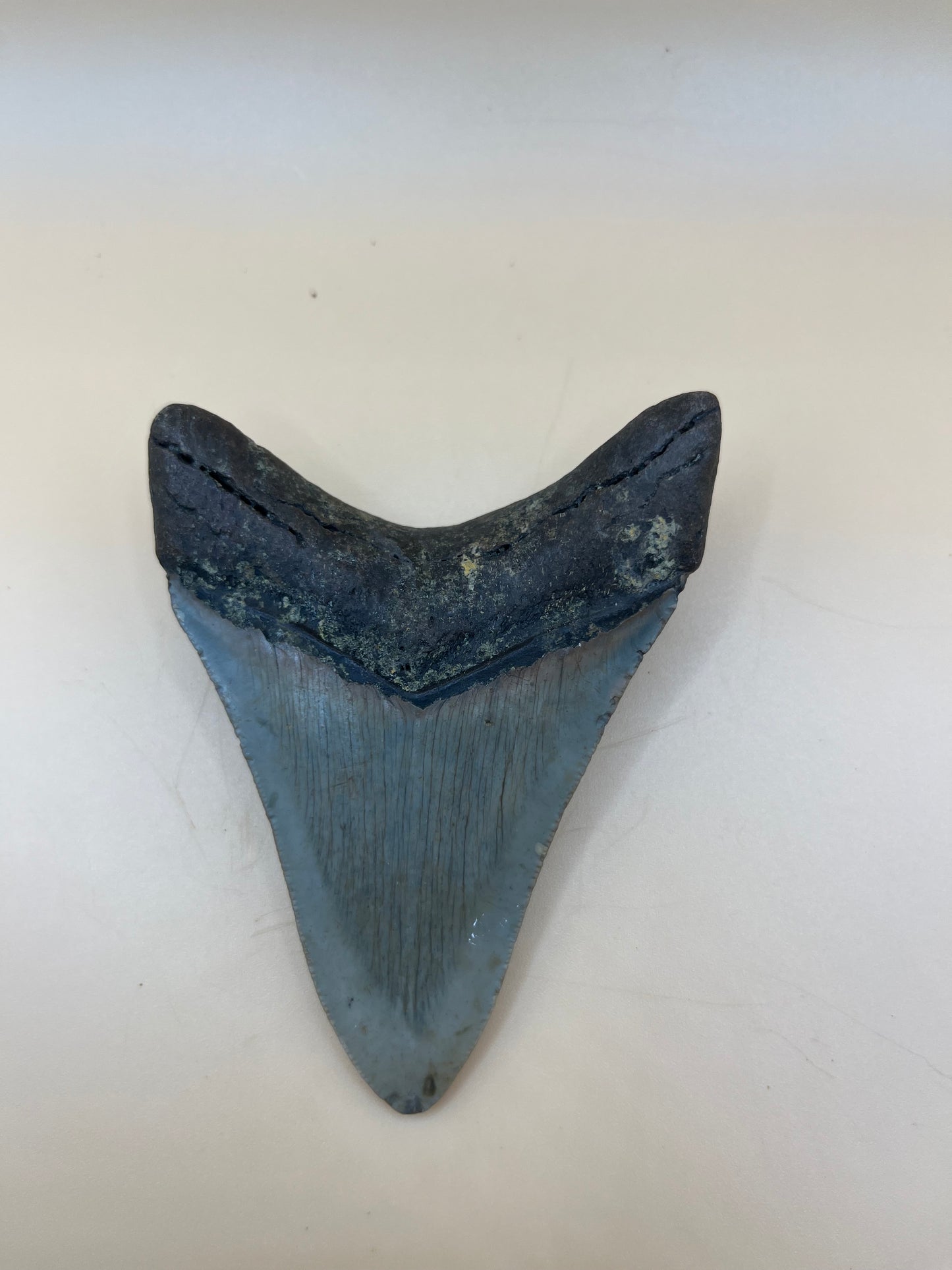 3.6” perfect megalodon tooth