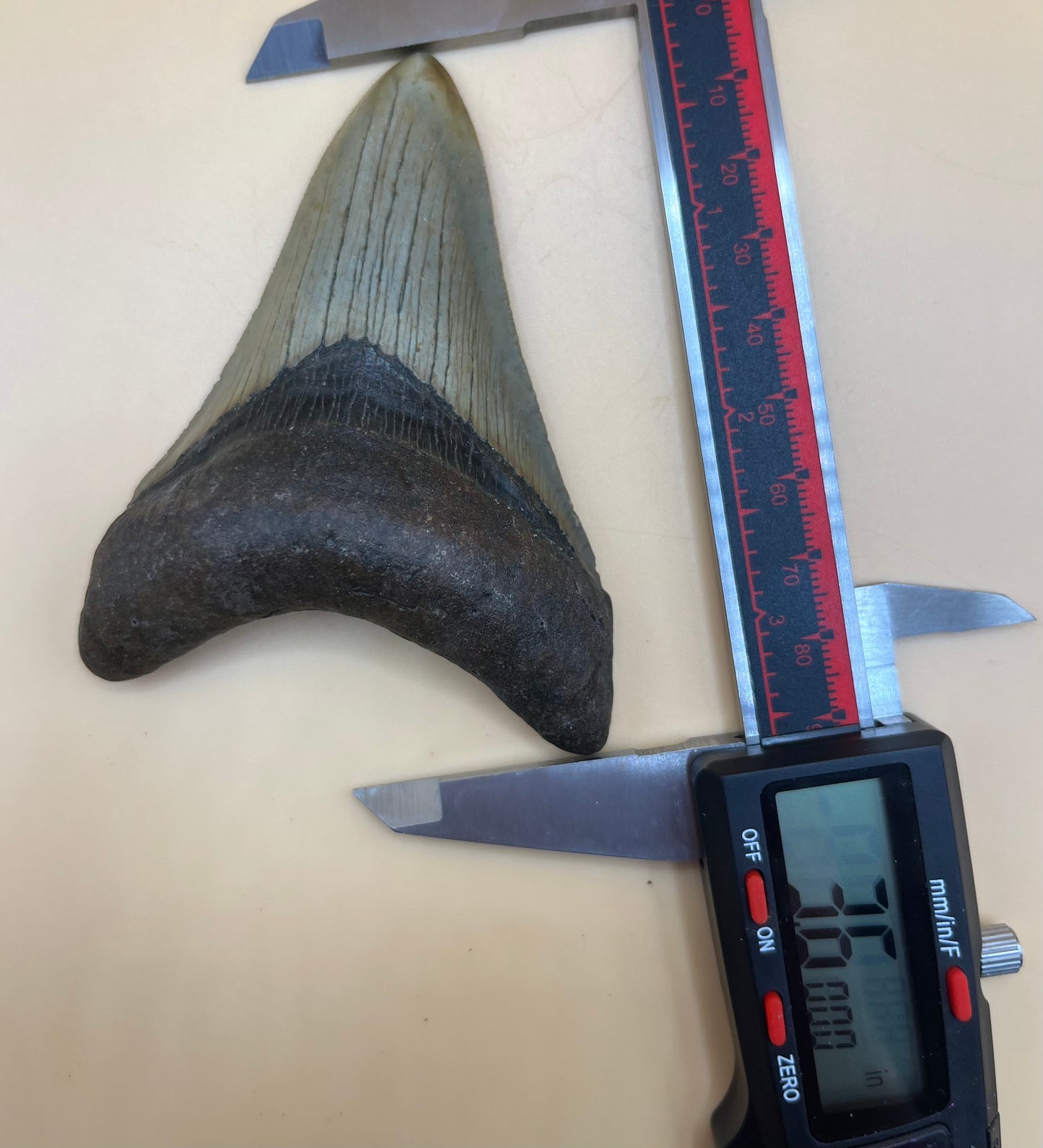 3.6” perfect megalodon tooth