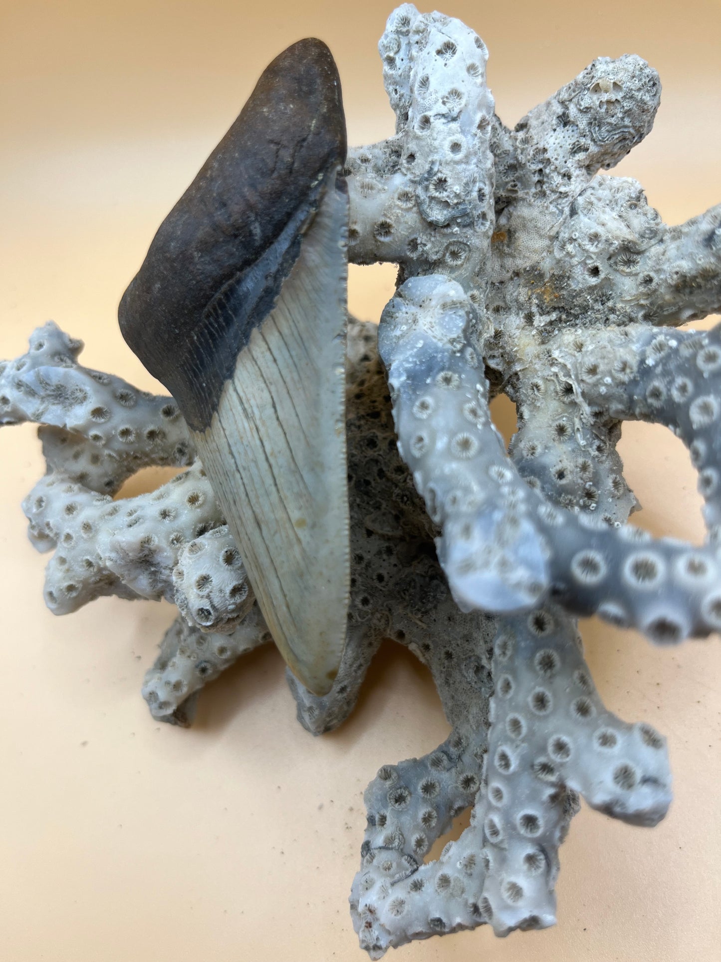 3.6” perfect megalodon tooth