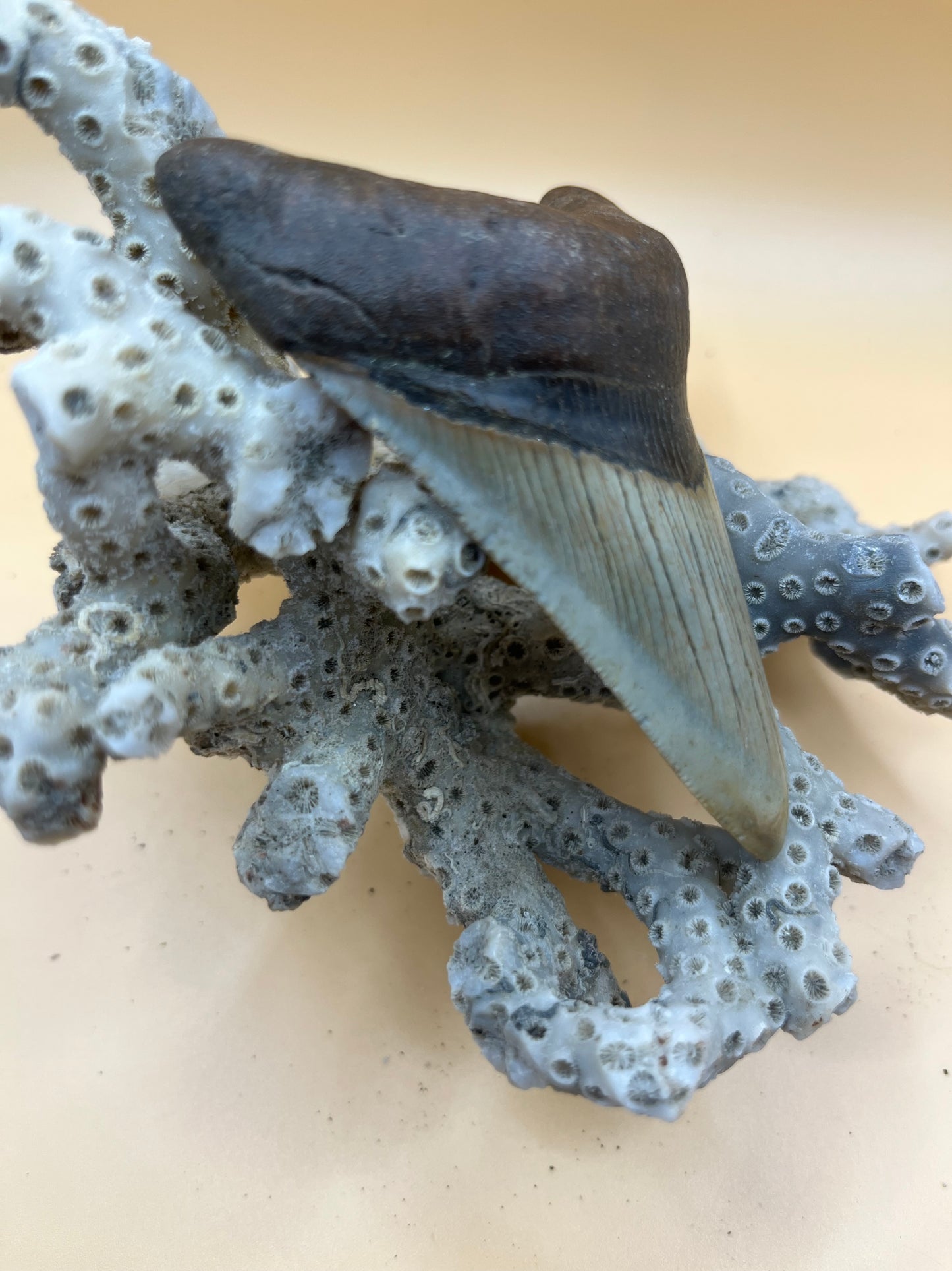 3.6” perfect megalodon tooth