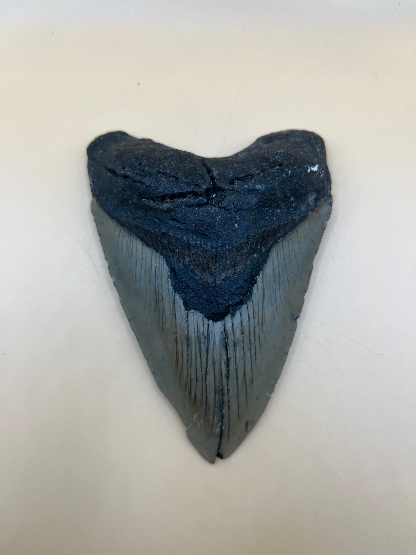 4.6” megalodon shark tooth found by diver