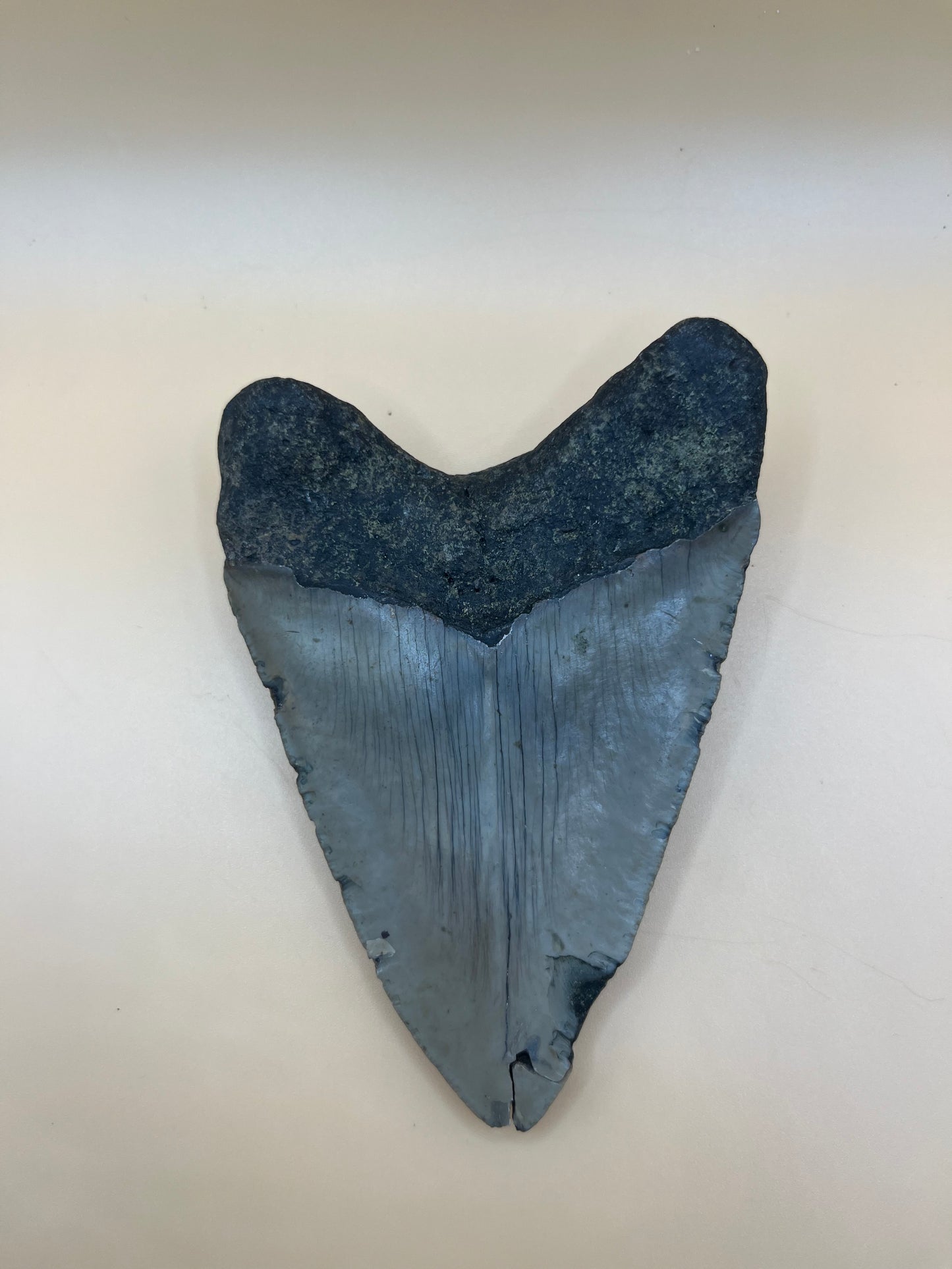 4.6” megalodon shark tooth found by diver